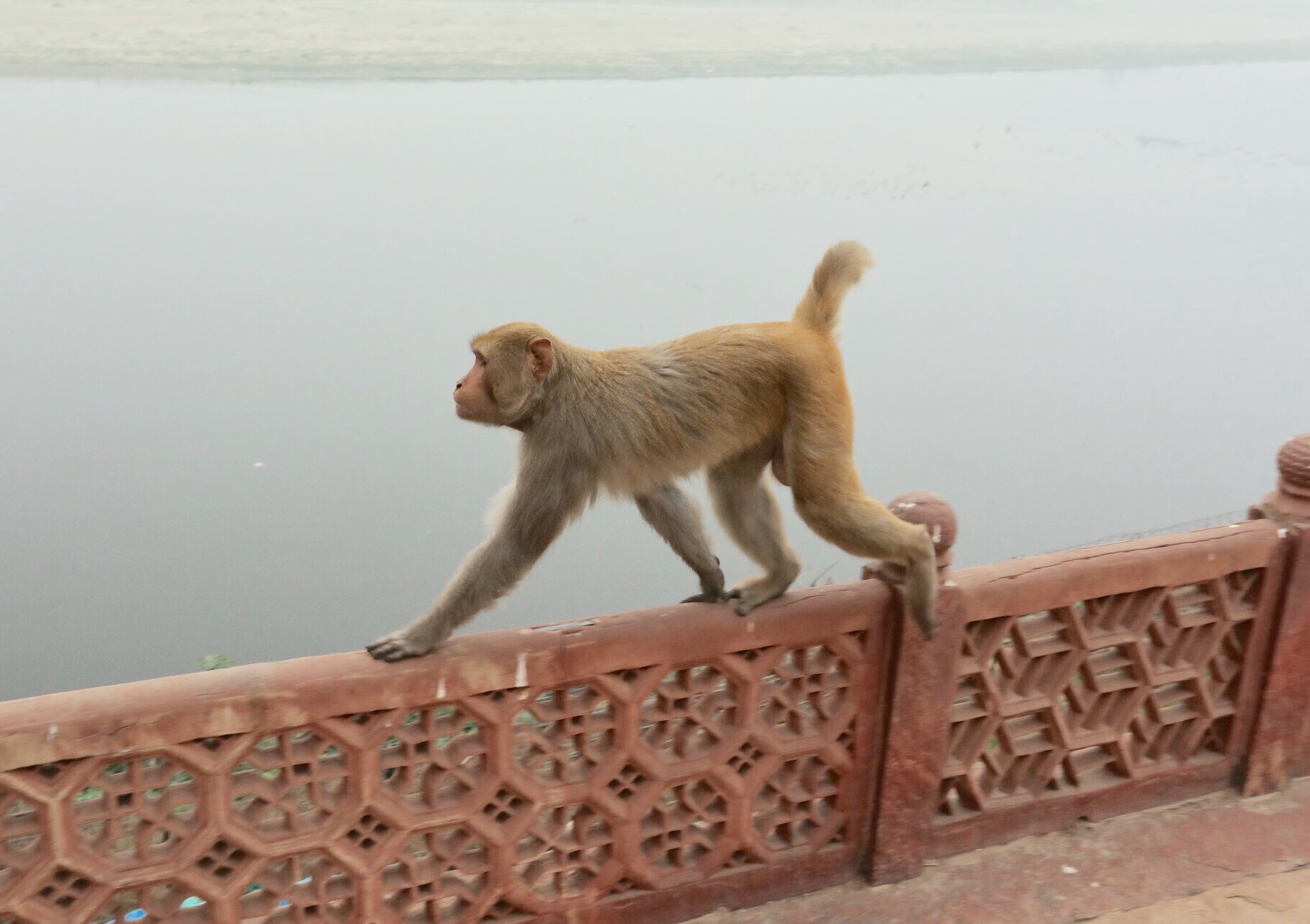 Rhesus Macaque