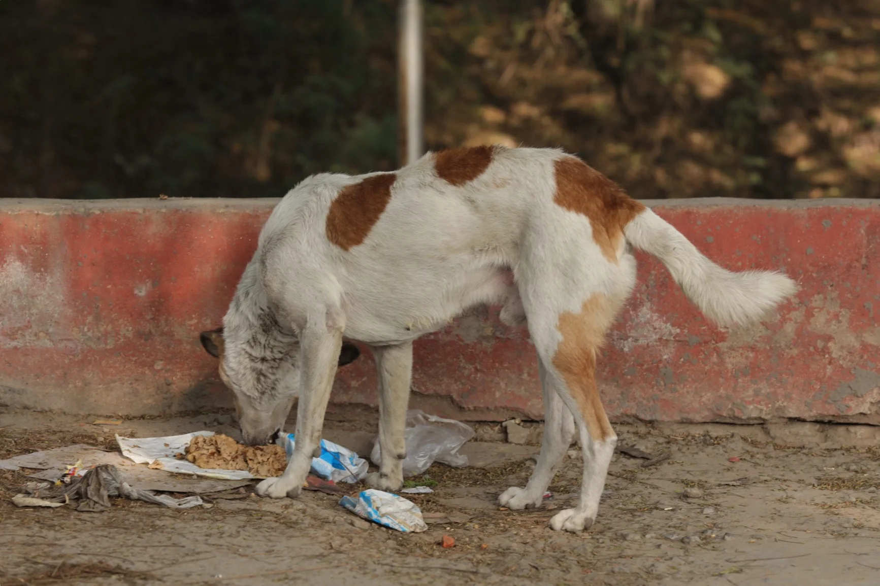 People do put food out for the street dogs although it's obvious they are all riddled with fleas. This one looks quite good but so many are clearly full of mange :( 