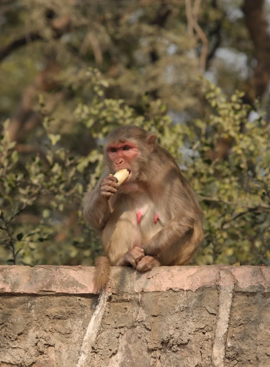 The rhesus monkeys in Delhi are very well fed & healthy. They can be aggressive if the mood takes them but we didn't see any of this behaviour.