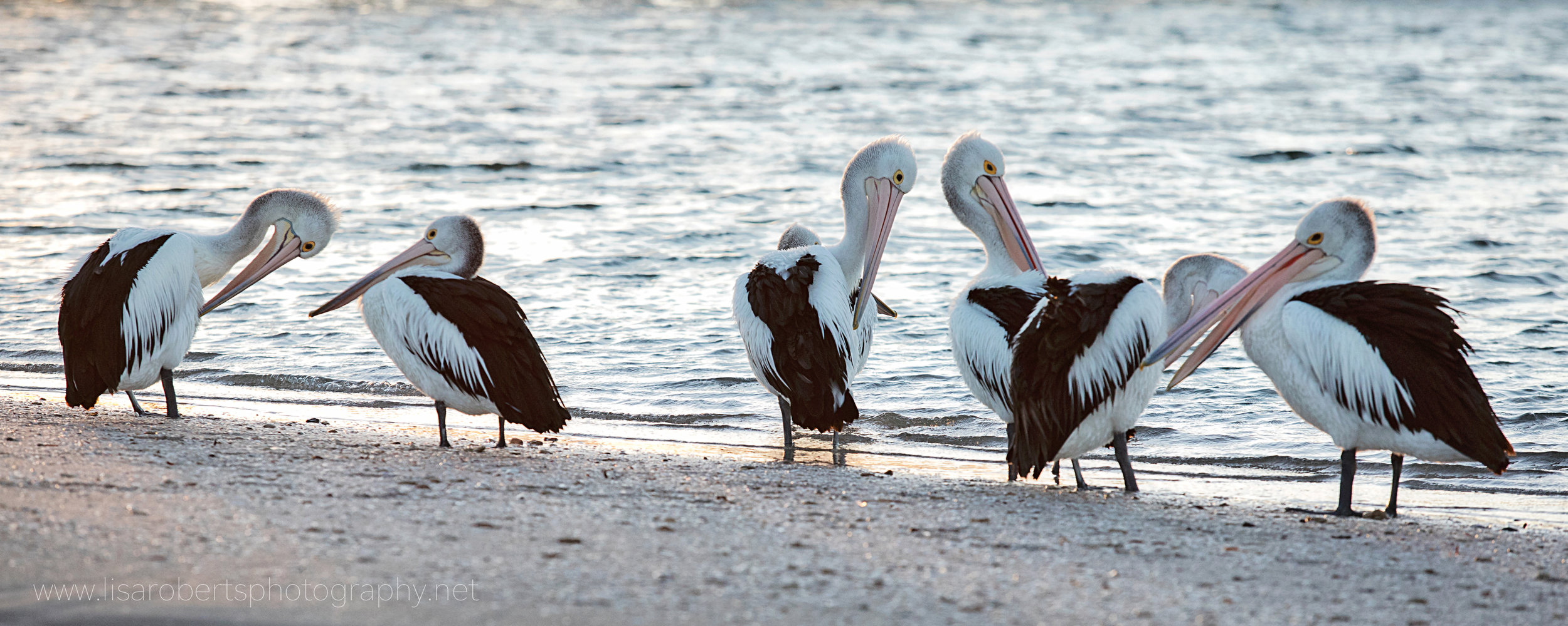  Pelicans preening, Smoky Bay, South Australia 