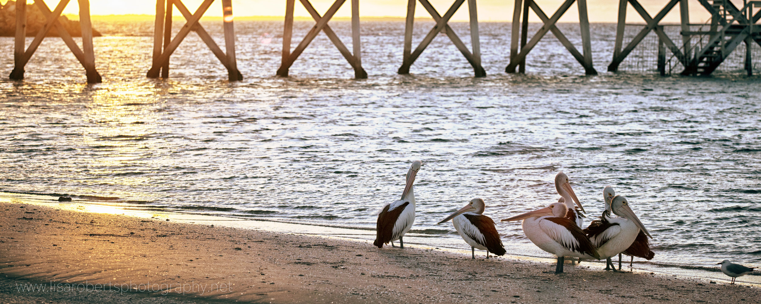  Pelicans of Smoky Bay, South Australia 