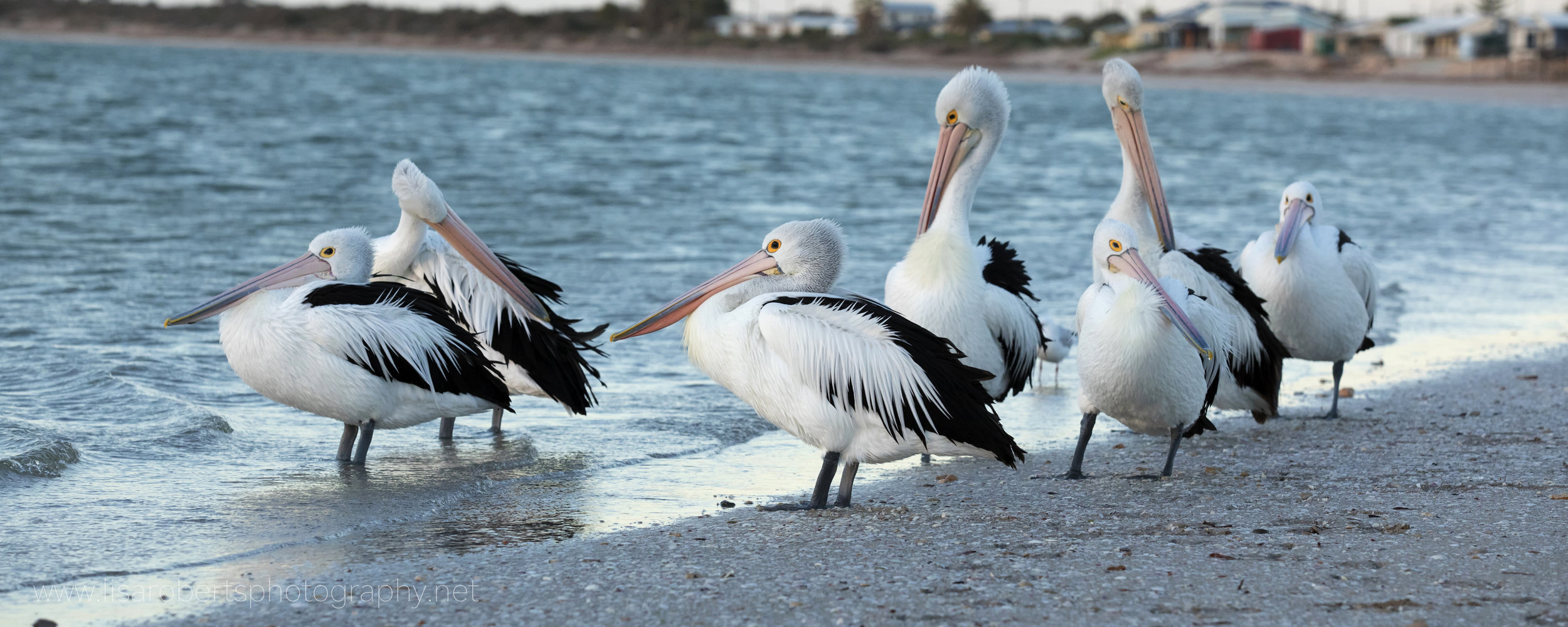  Pelicans, Smoky Bay, South Australia 