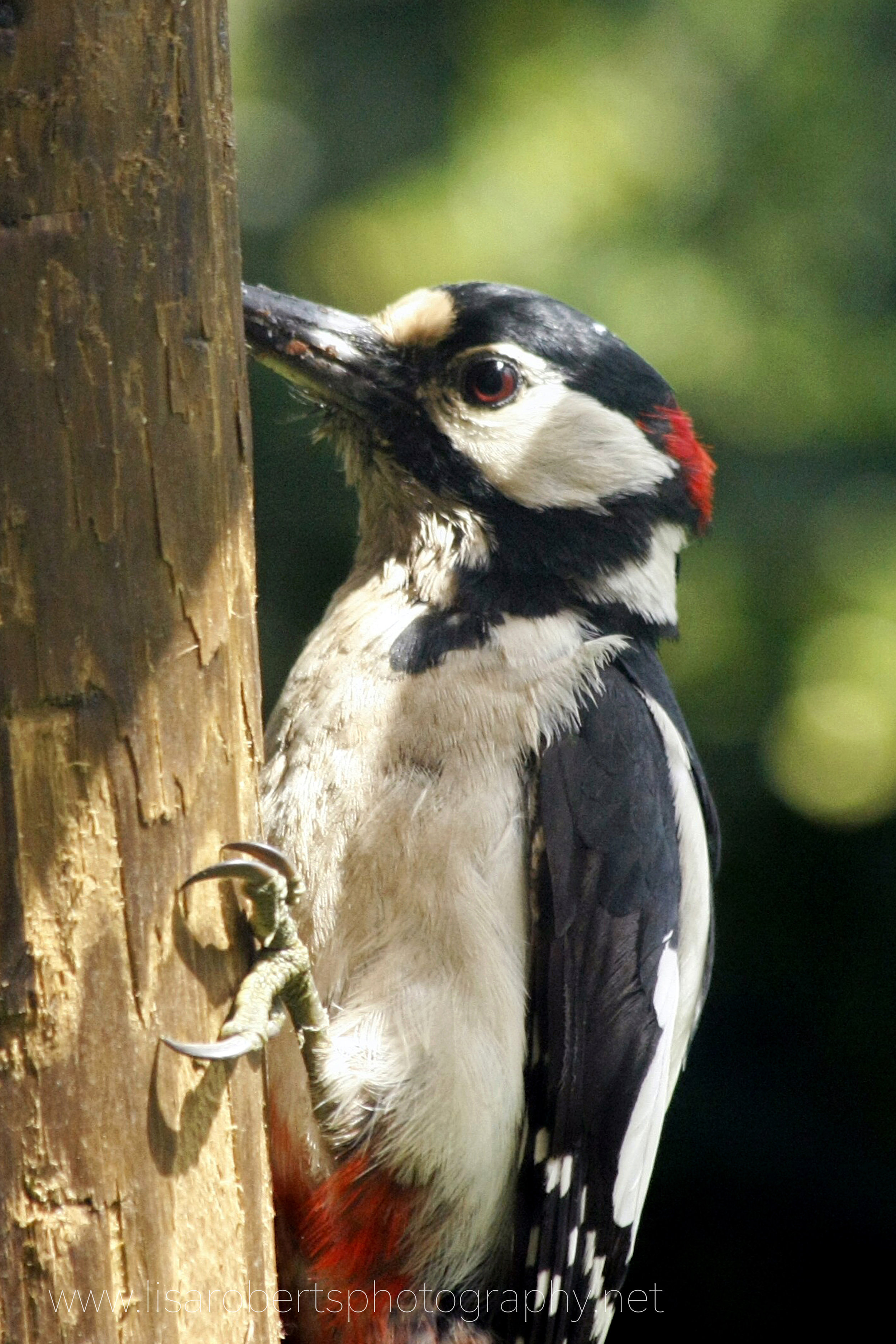  Pied Woodpecker 