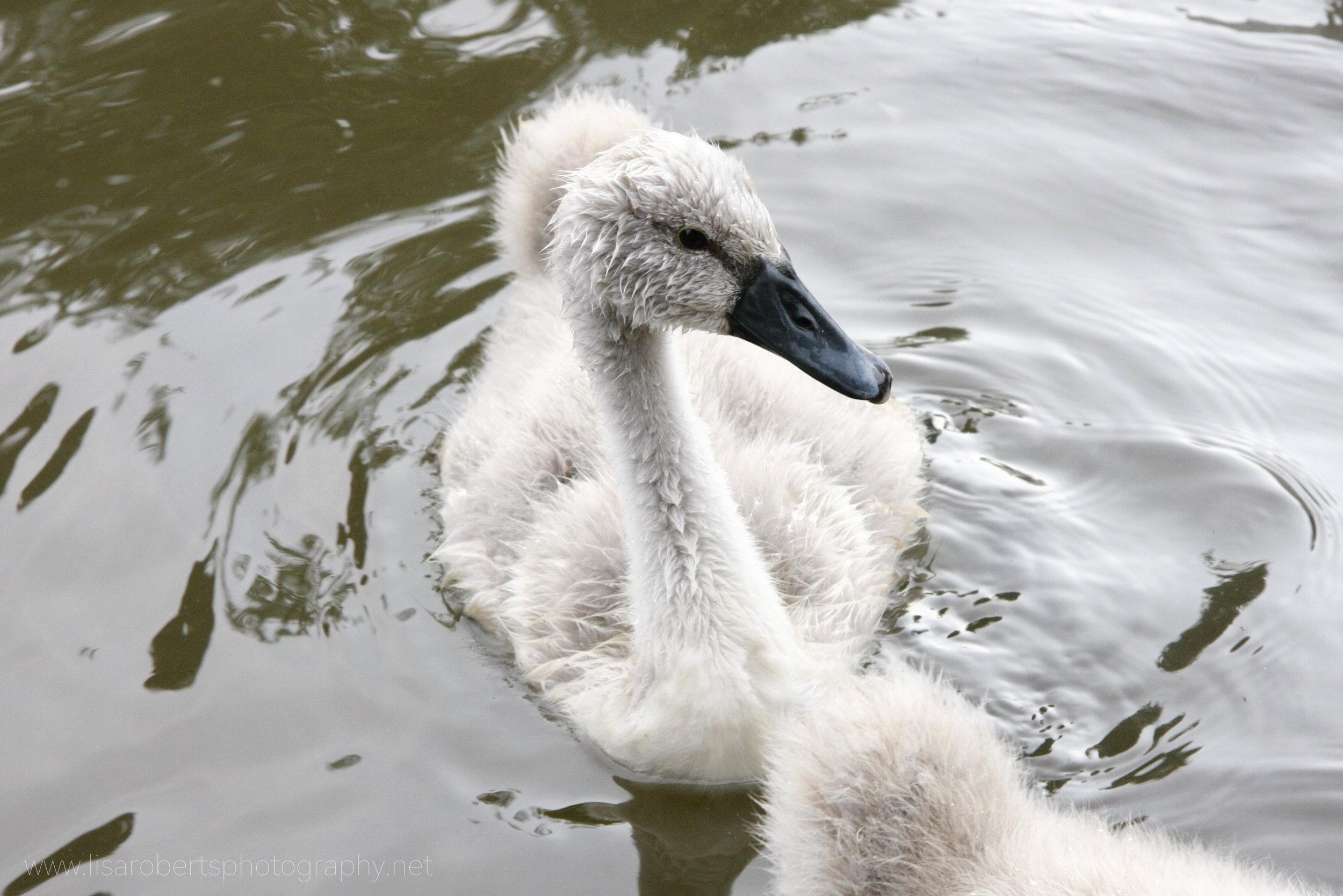  Cygnet 