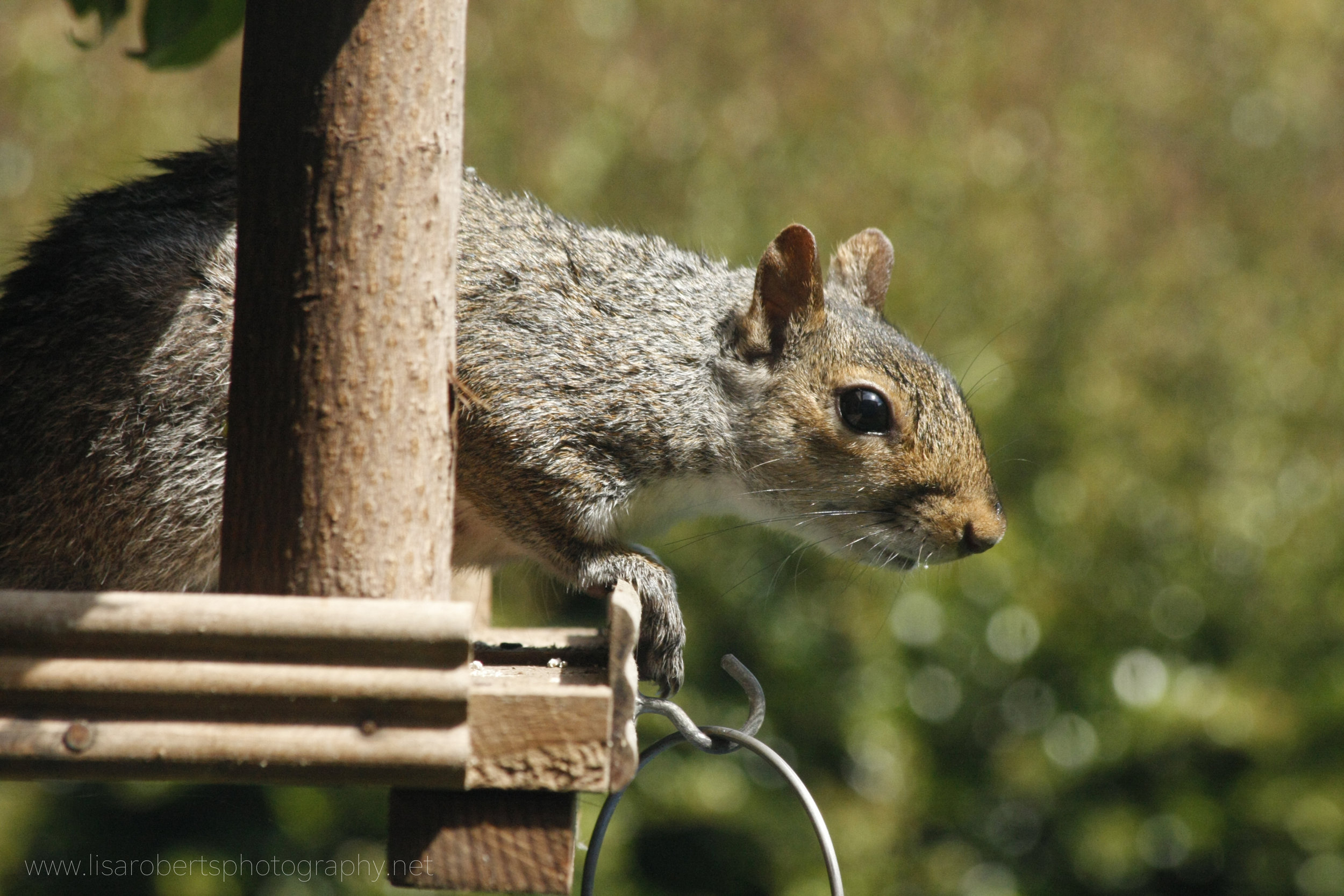  Grey Squirrel on bird table 