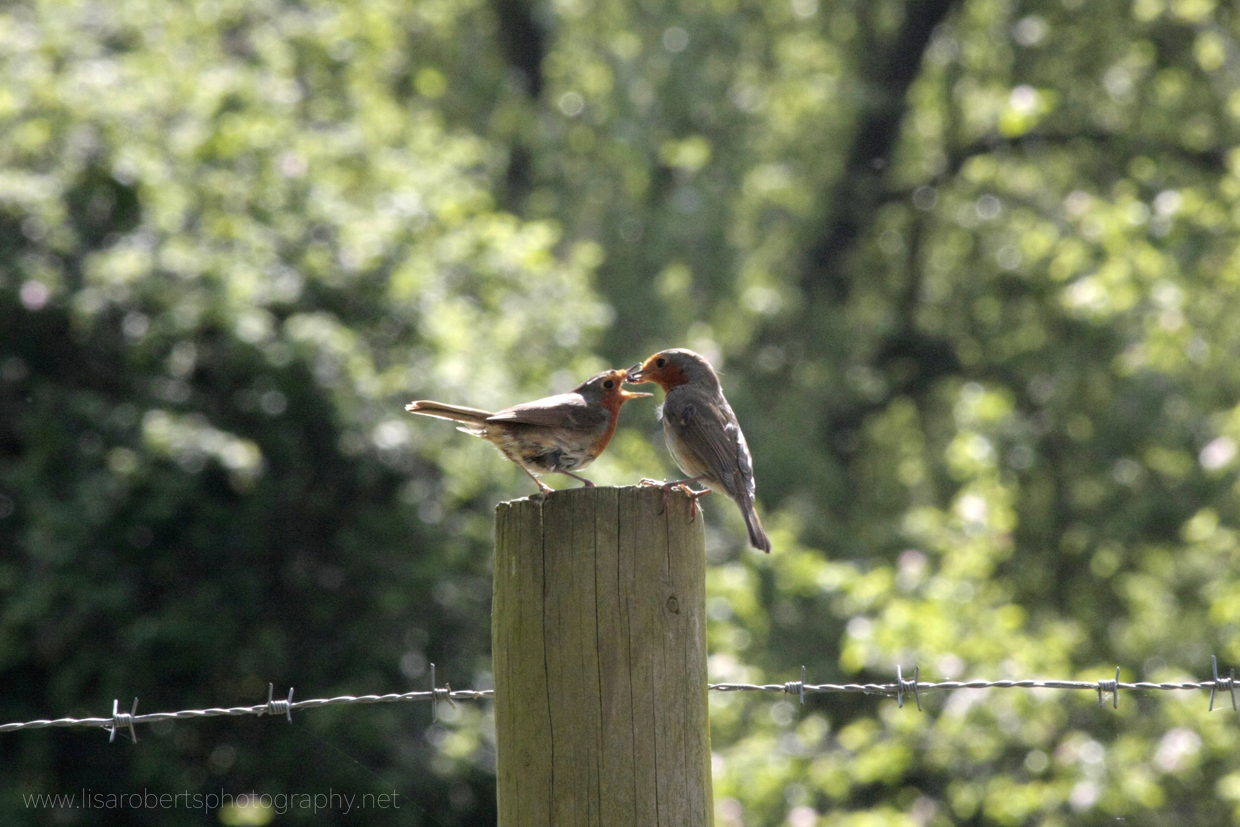 Robin feeding young 