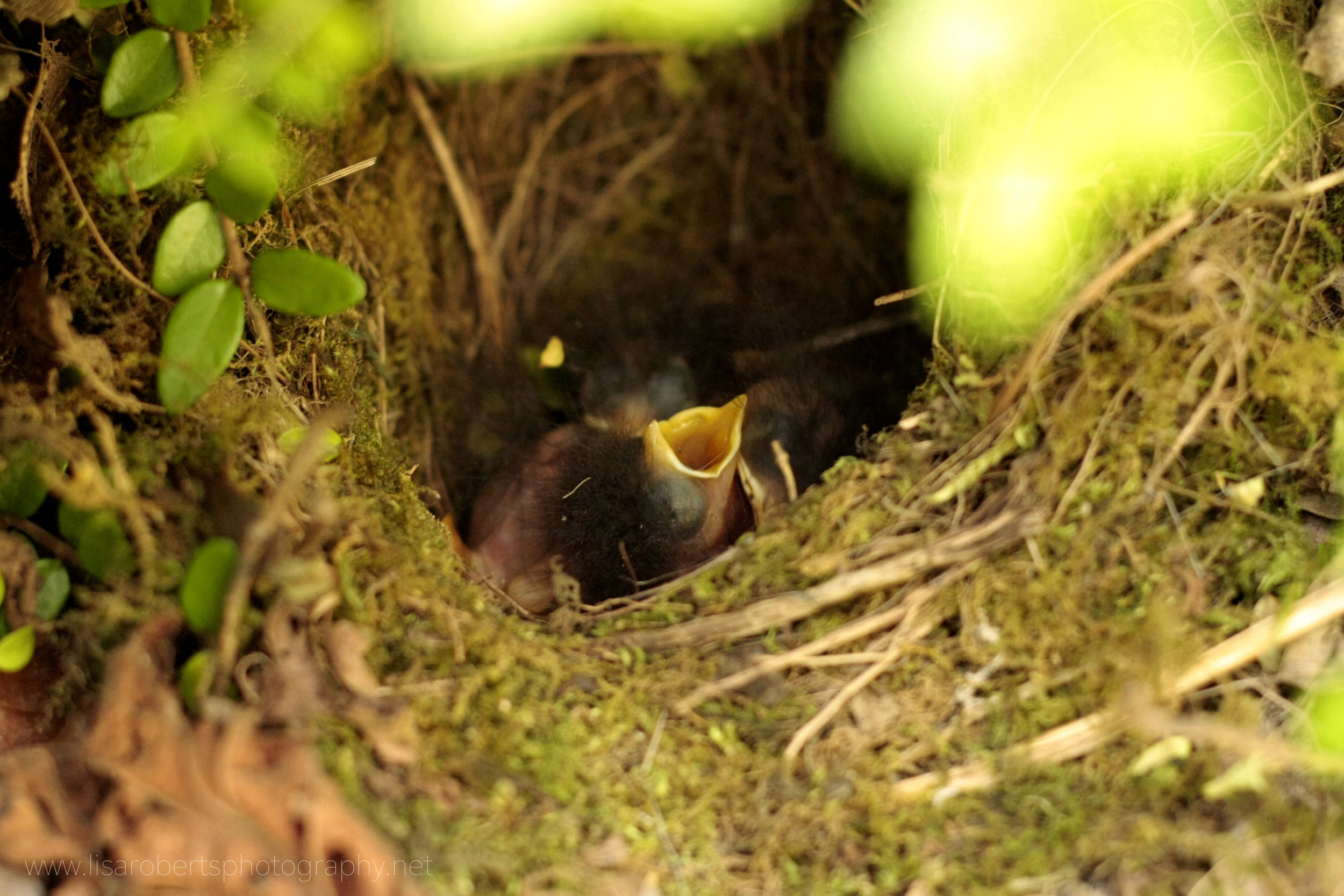  Baby Robins in nest 