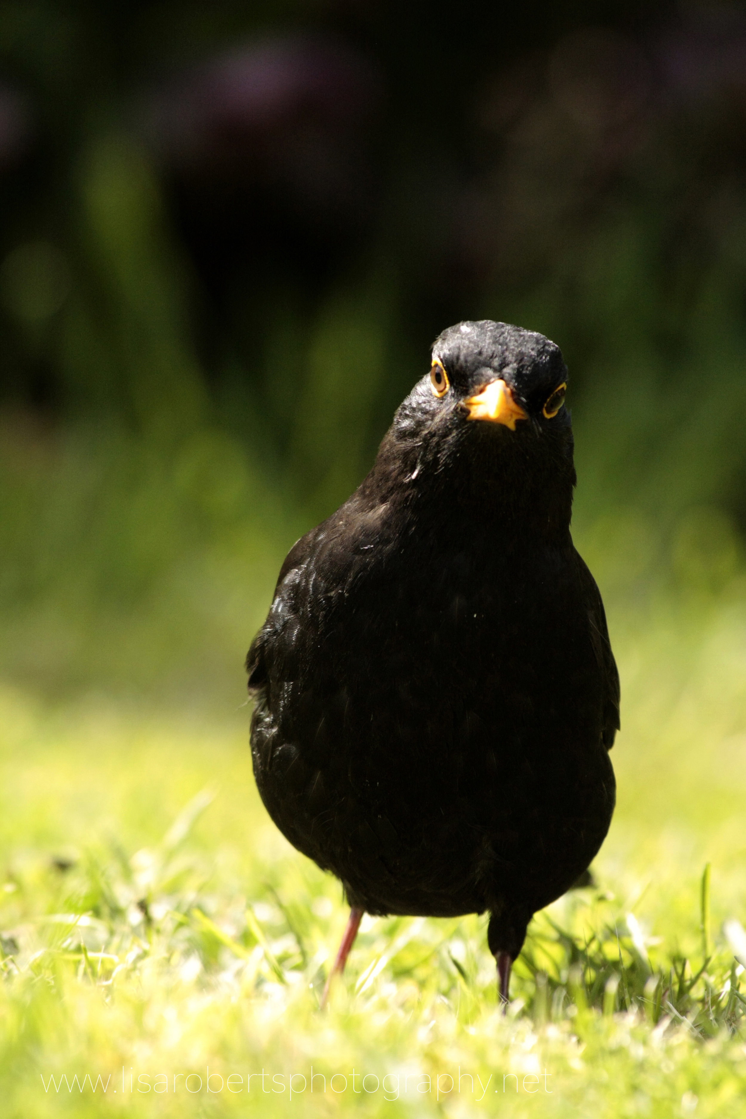  Male Blackbird face on 