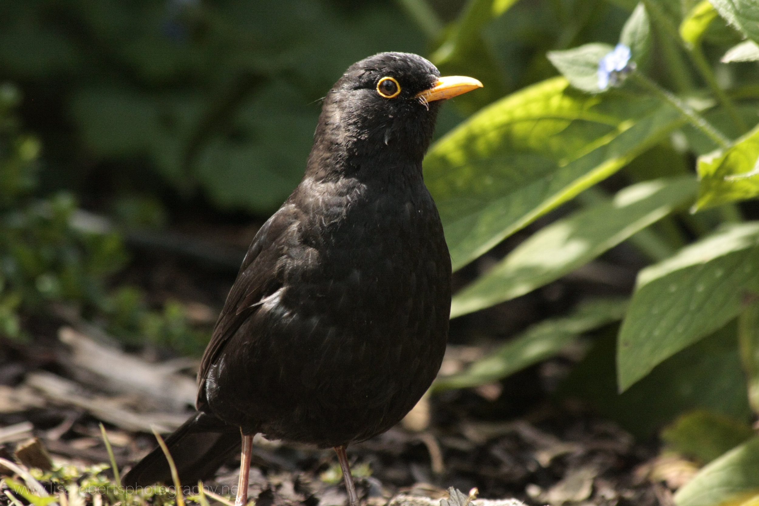  Male Blackbird right profile 