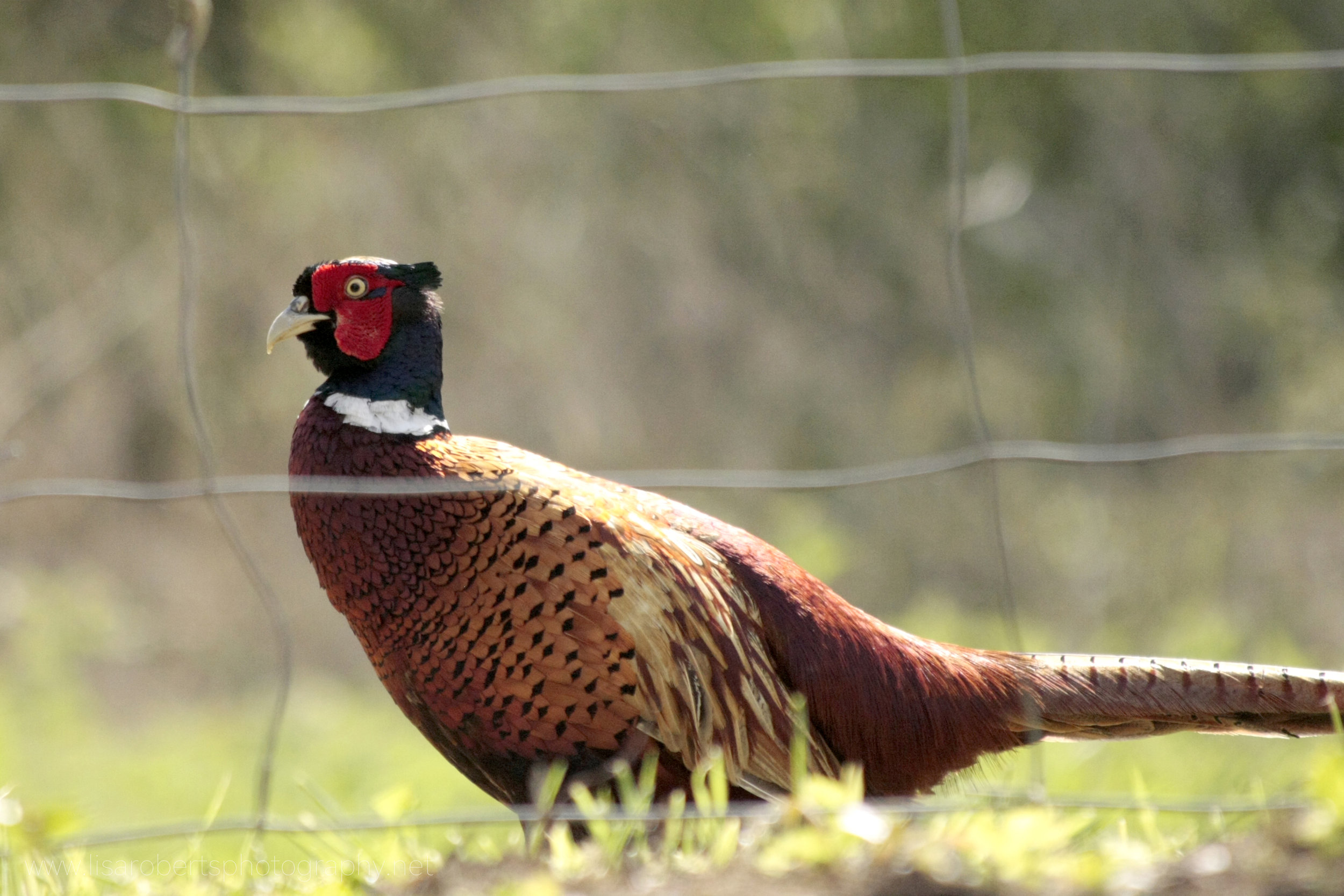  Male Ring-necked Pheasant 