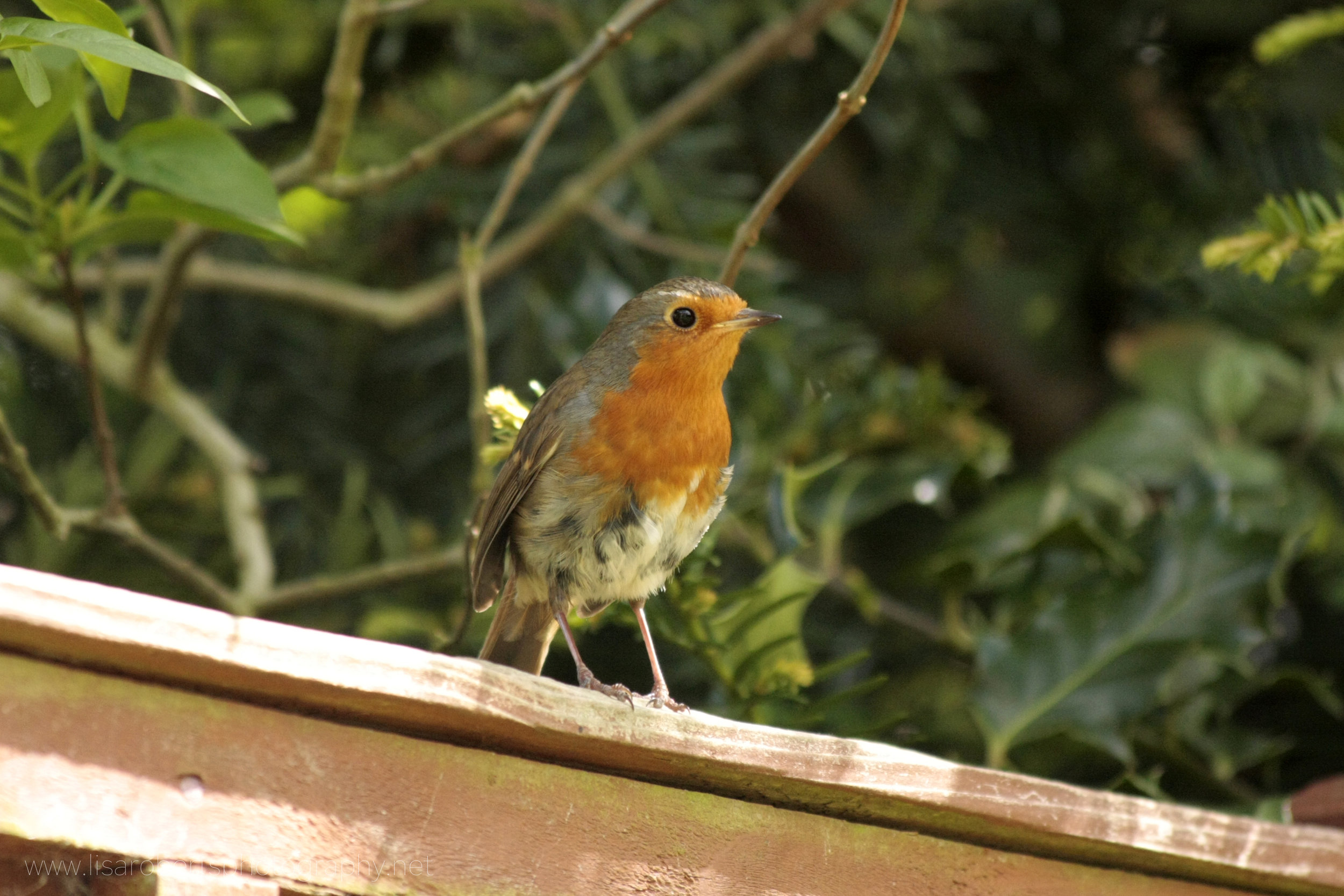  Male Robin on fence 