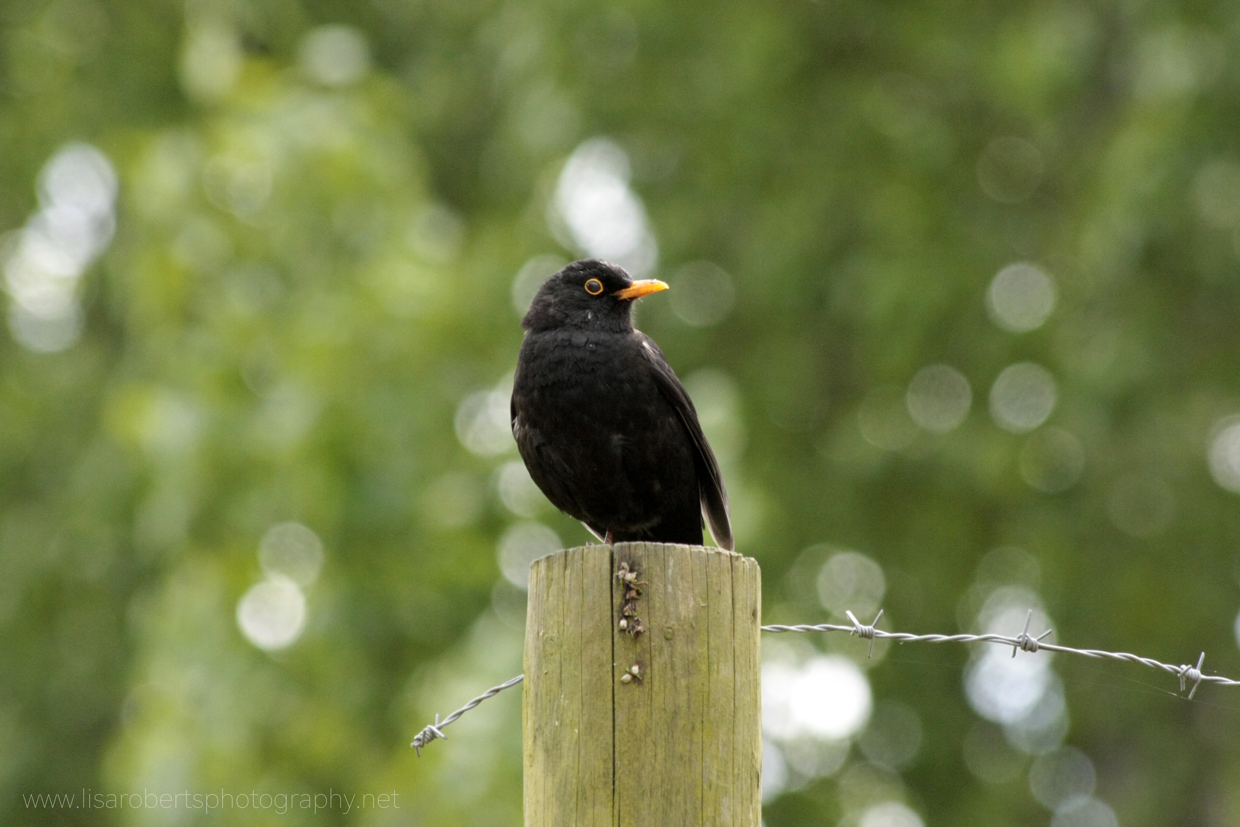  Male Blackbird on post 
