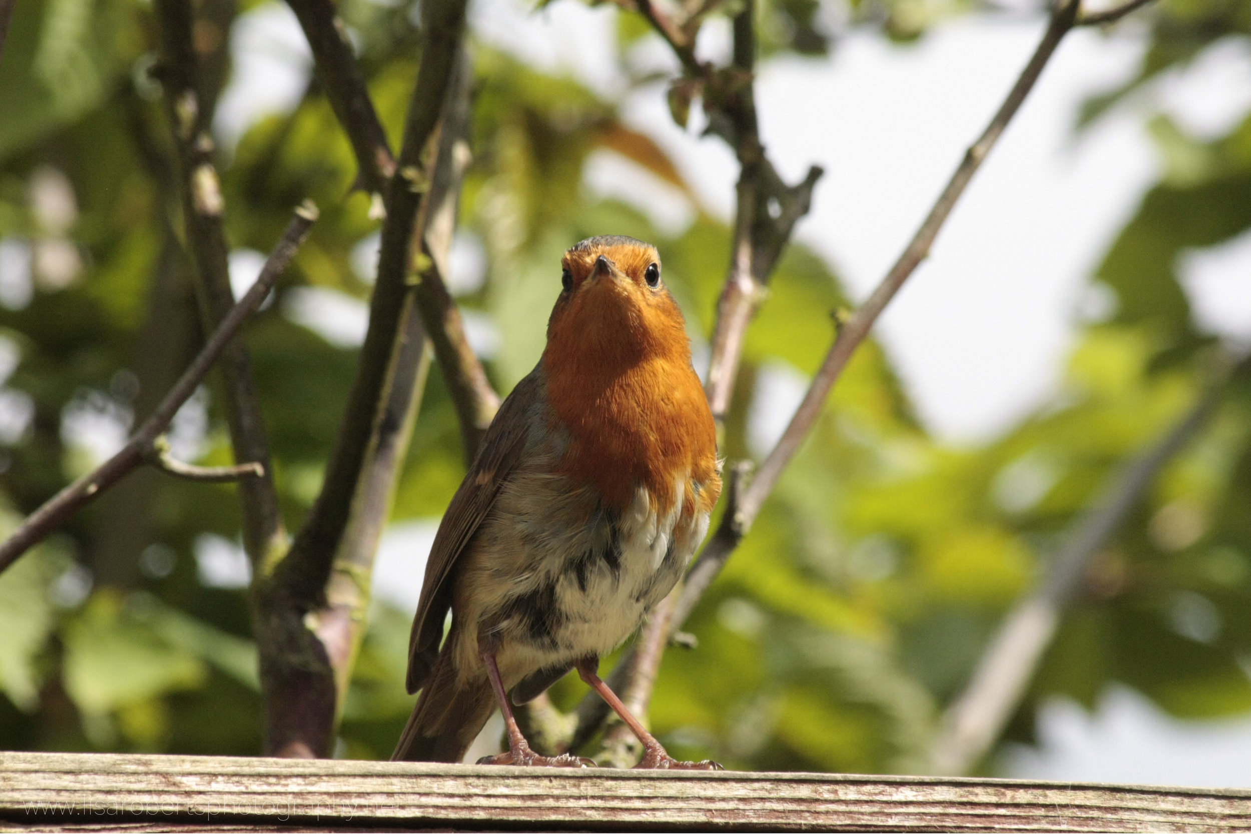  Male Robin face on, on fence 