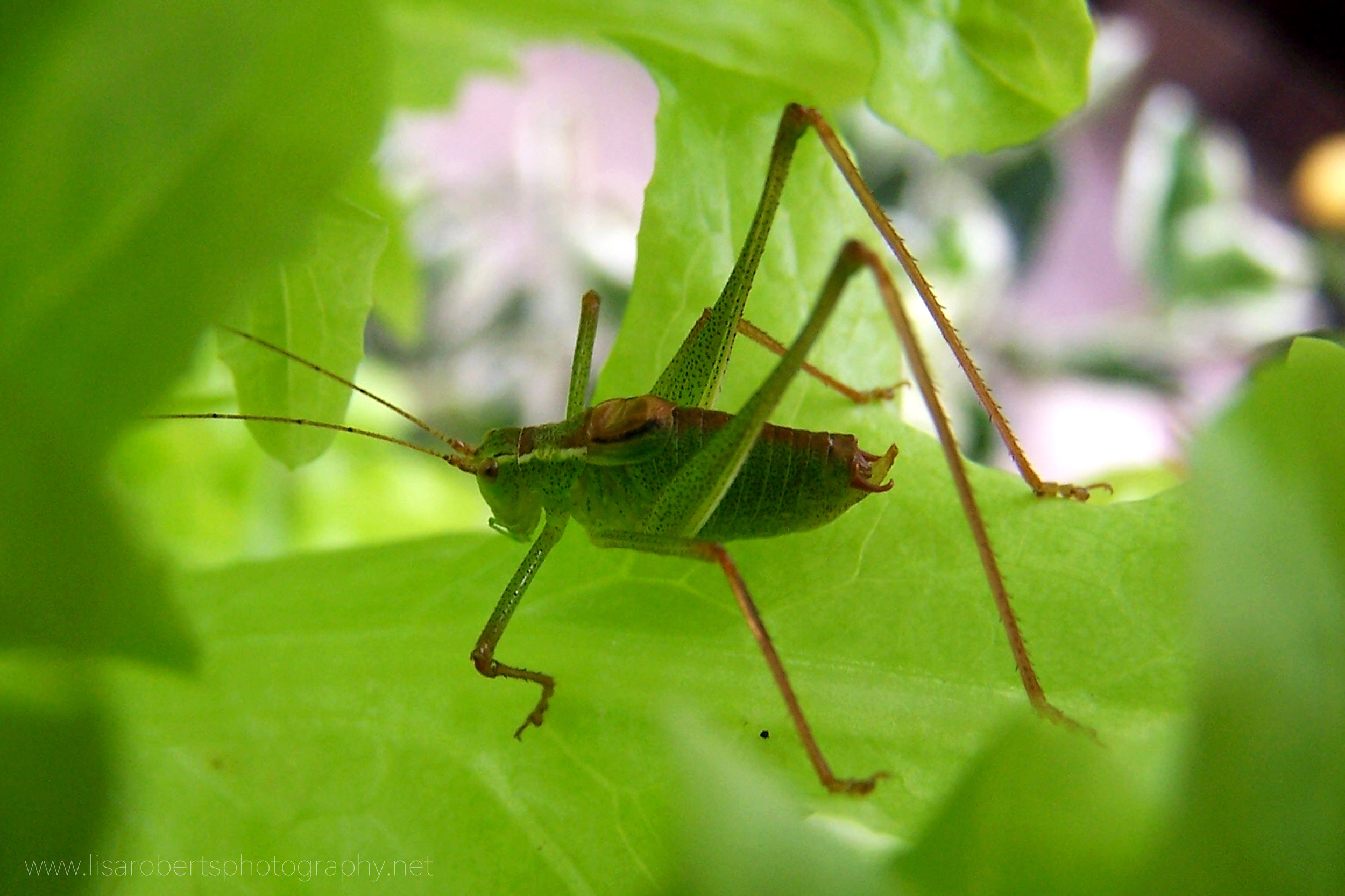  Male Green Bush Cricket 