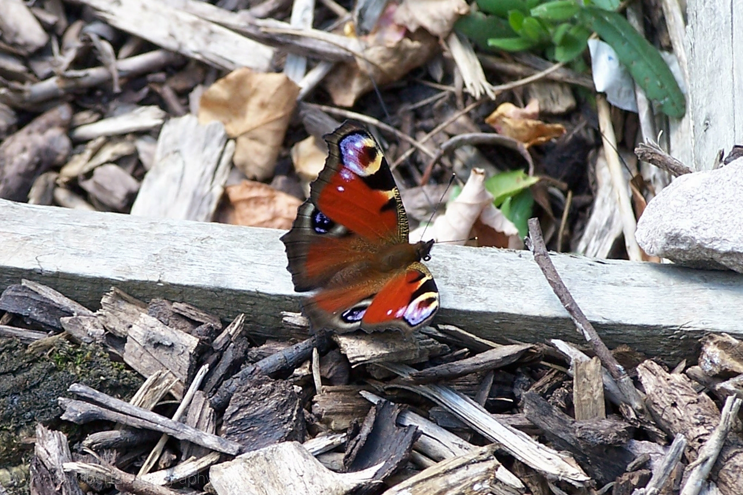  Peacock Butterfly 