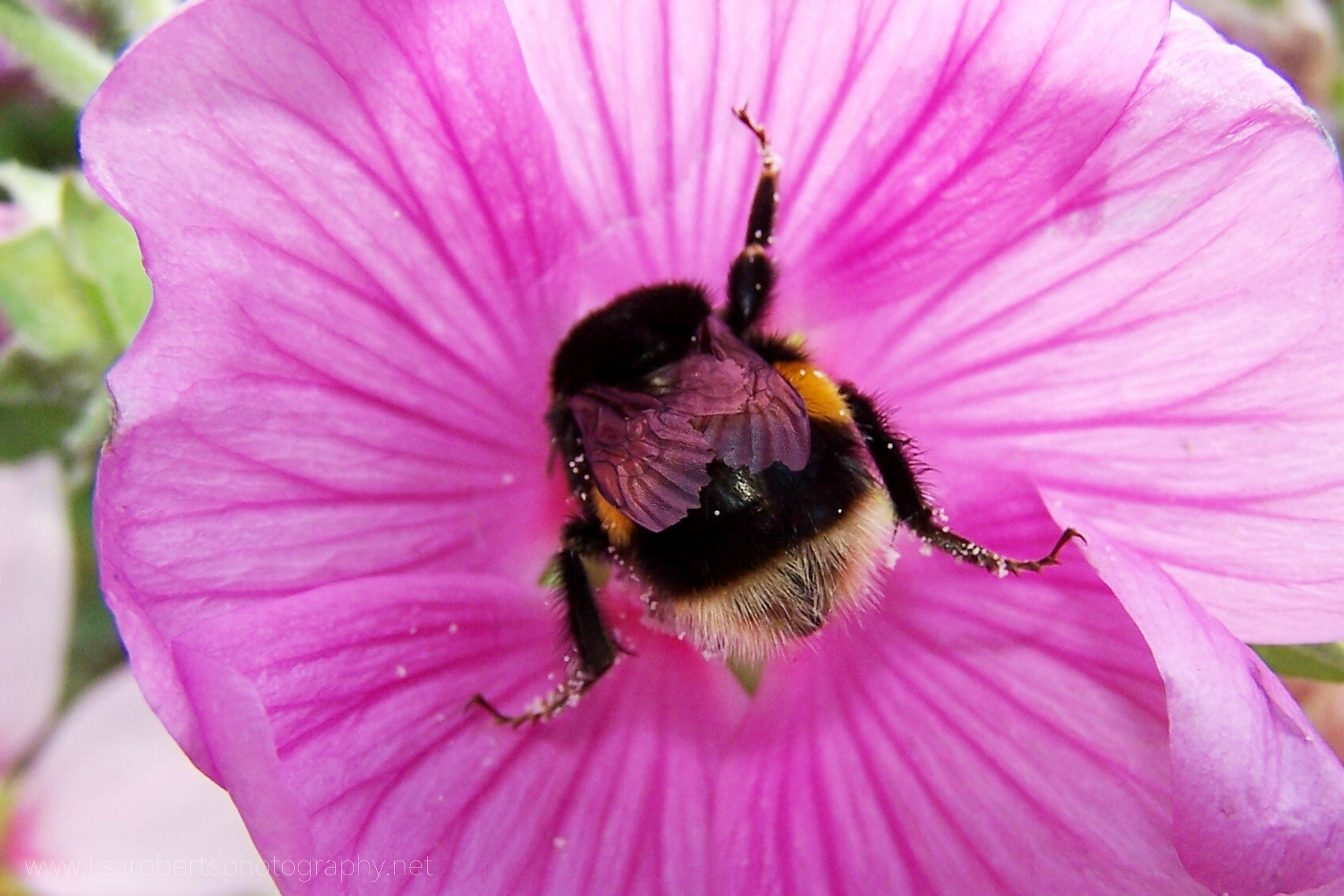  Bumble bee 
