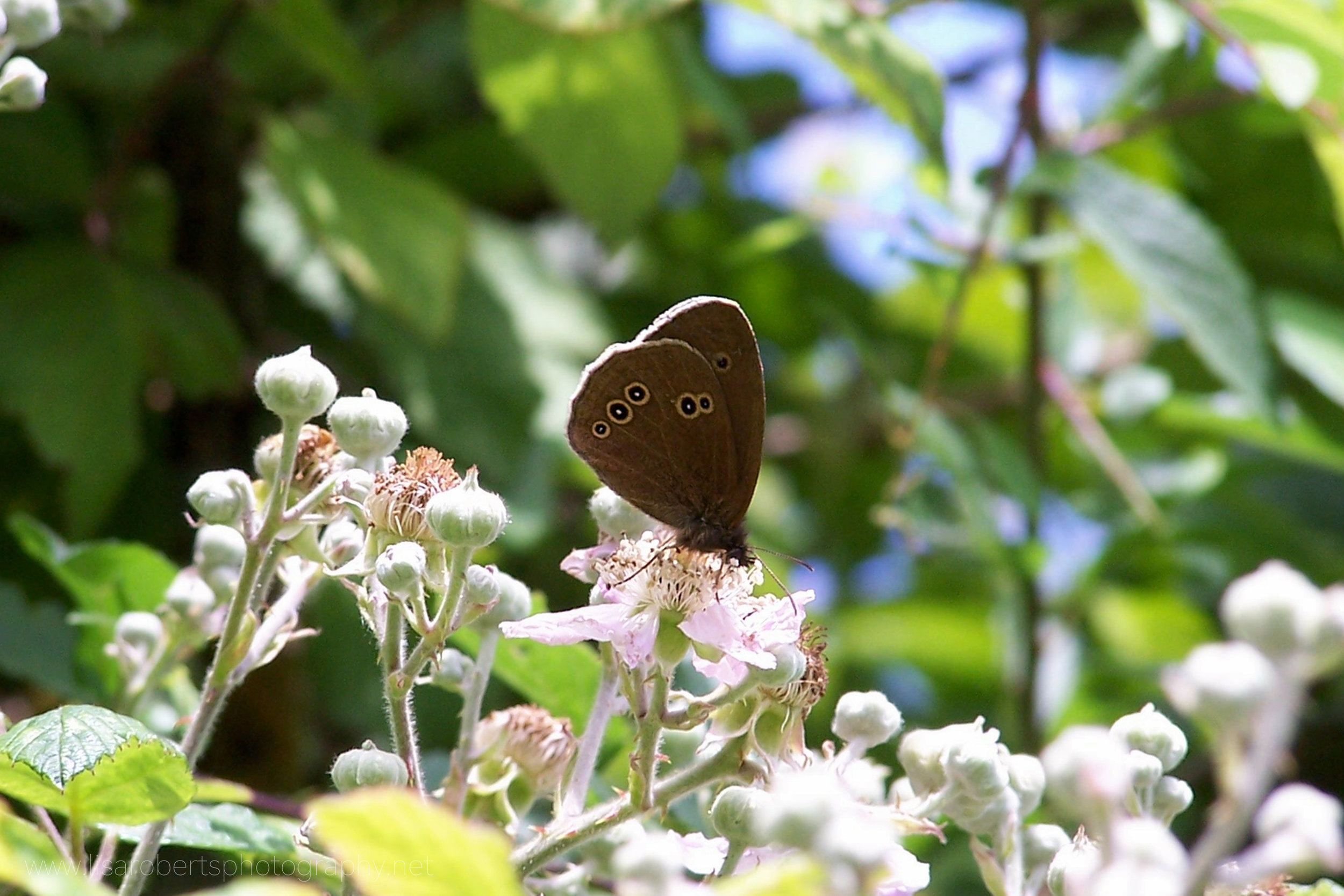  Meadow Brown Butterfly 