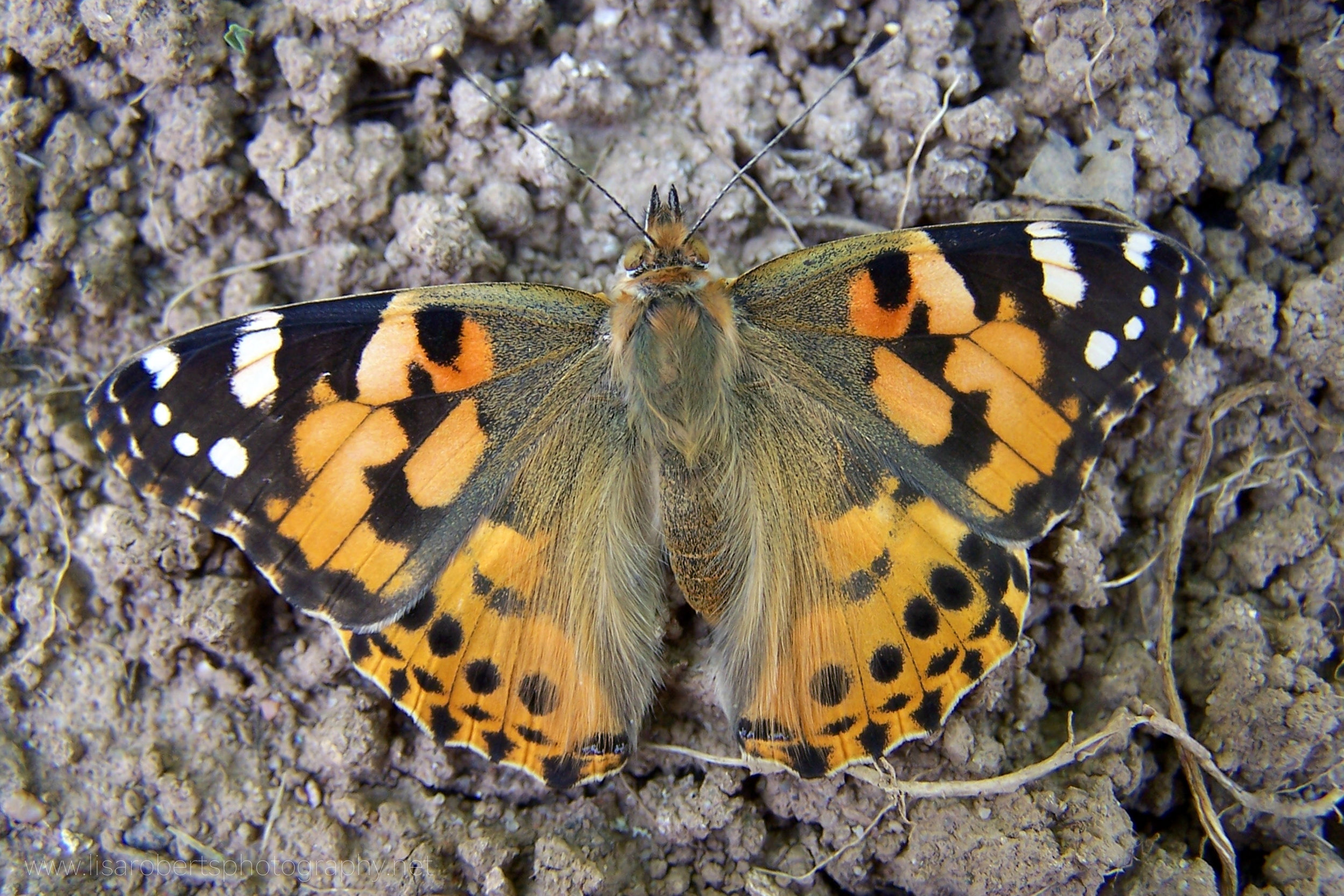  Painted Lady Butterfly, open wings 