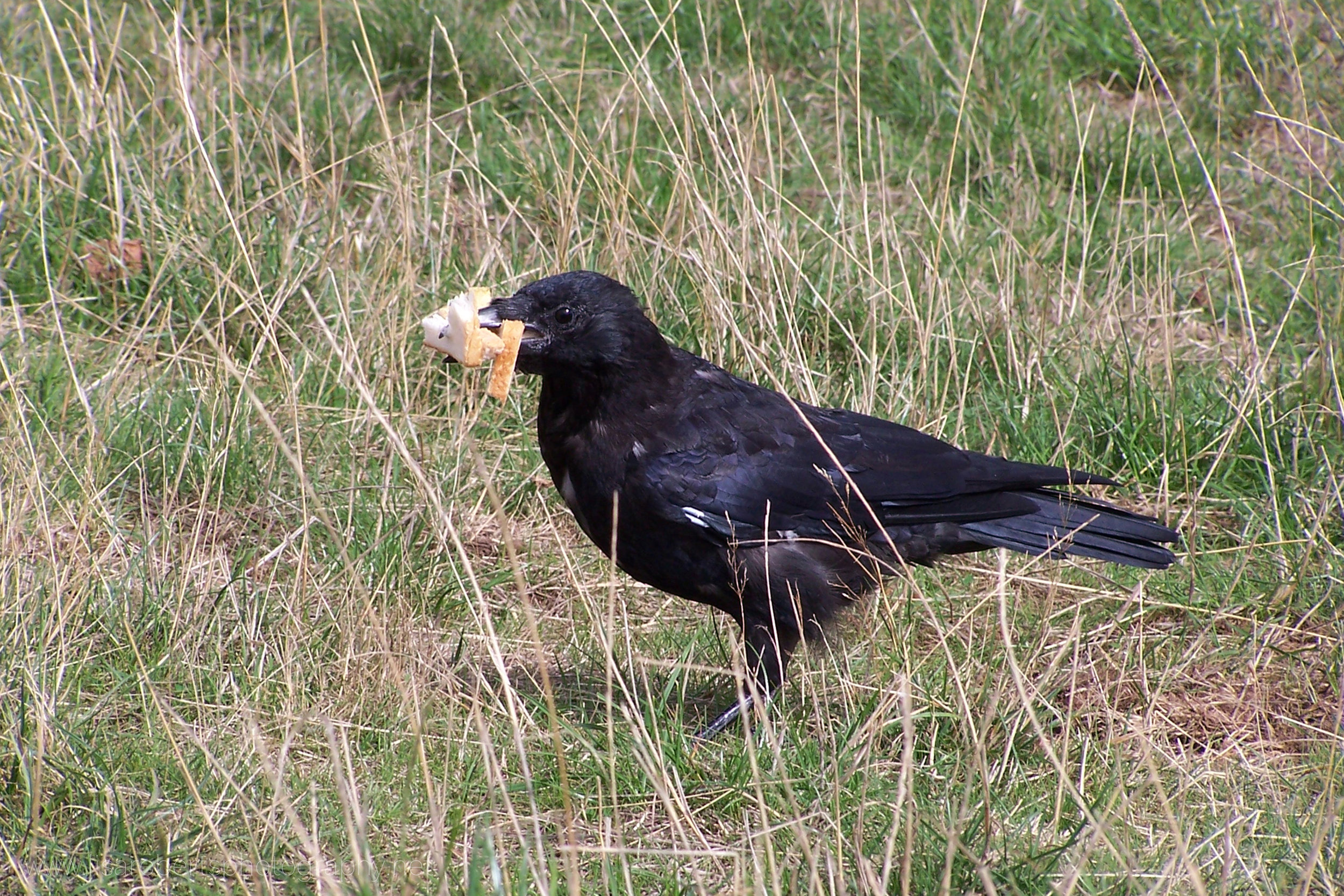  Crow eating bread 