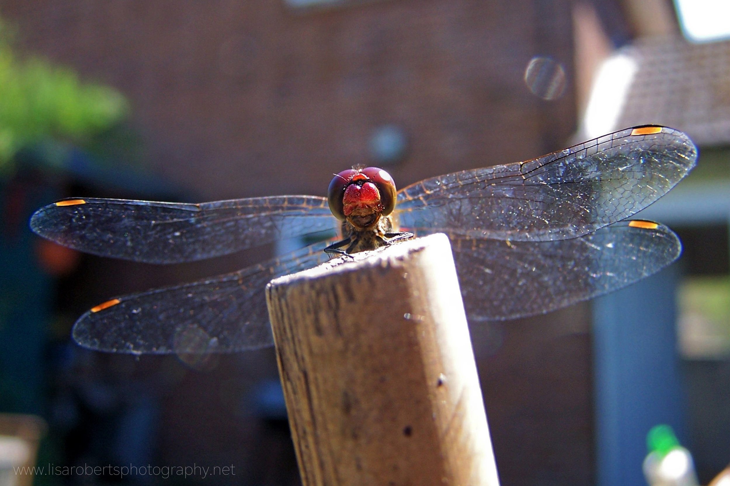  Male Common Darter Dragonfly on post 