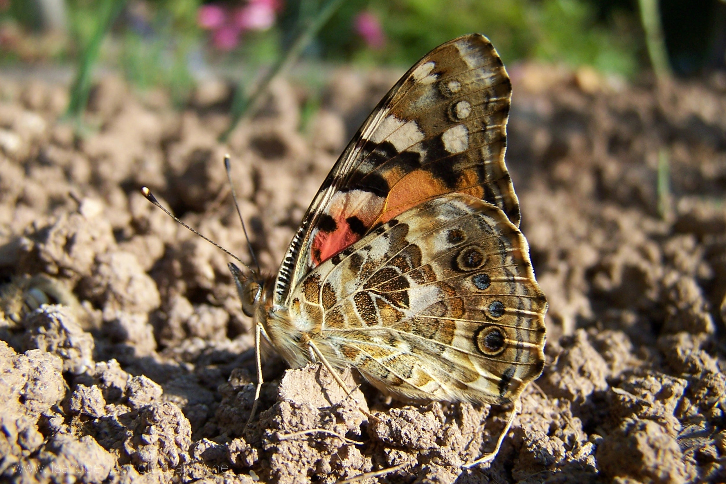  Painted Lady Butterfly, wings closed 