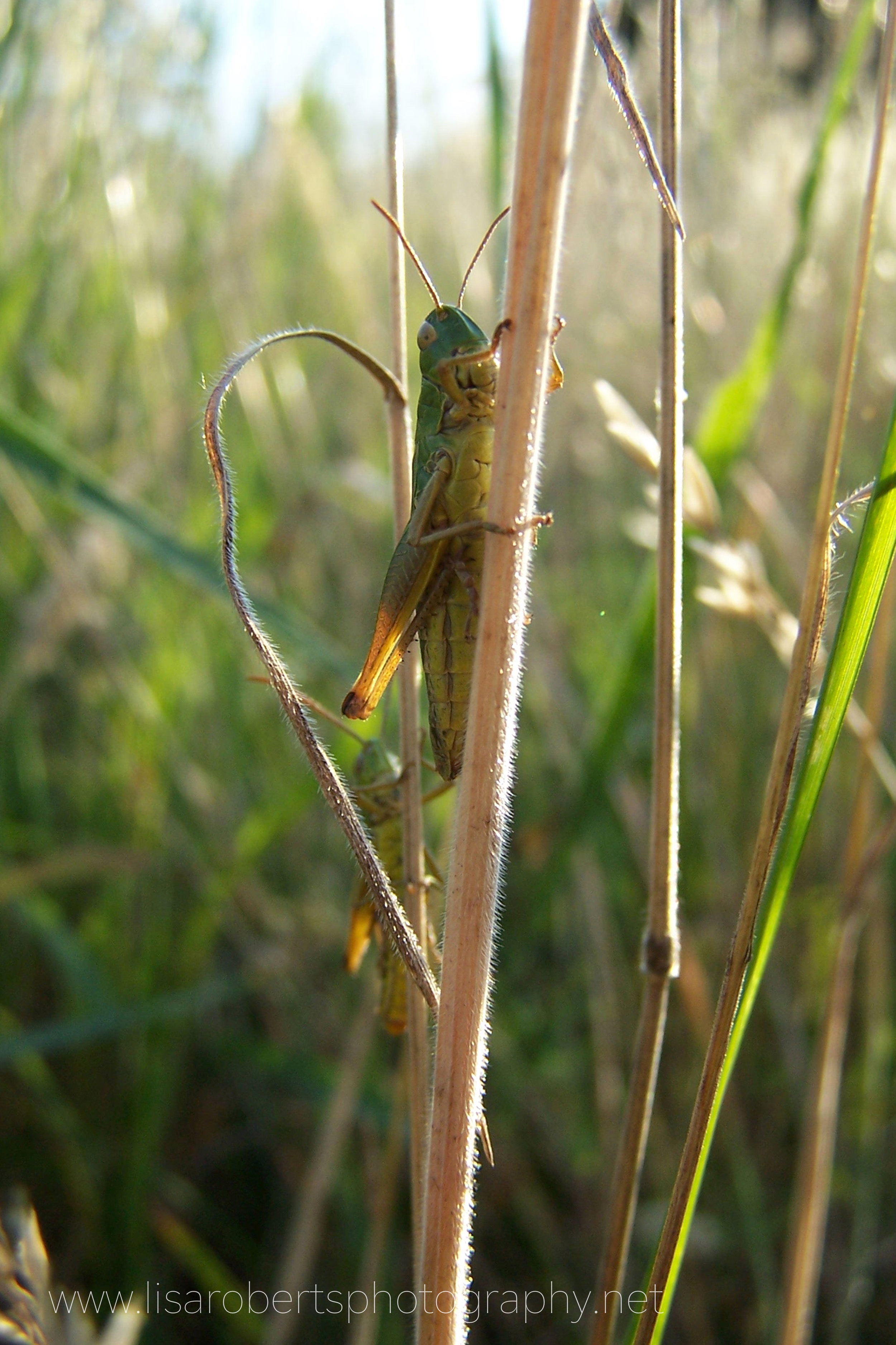  Common Green Grasshopper 