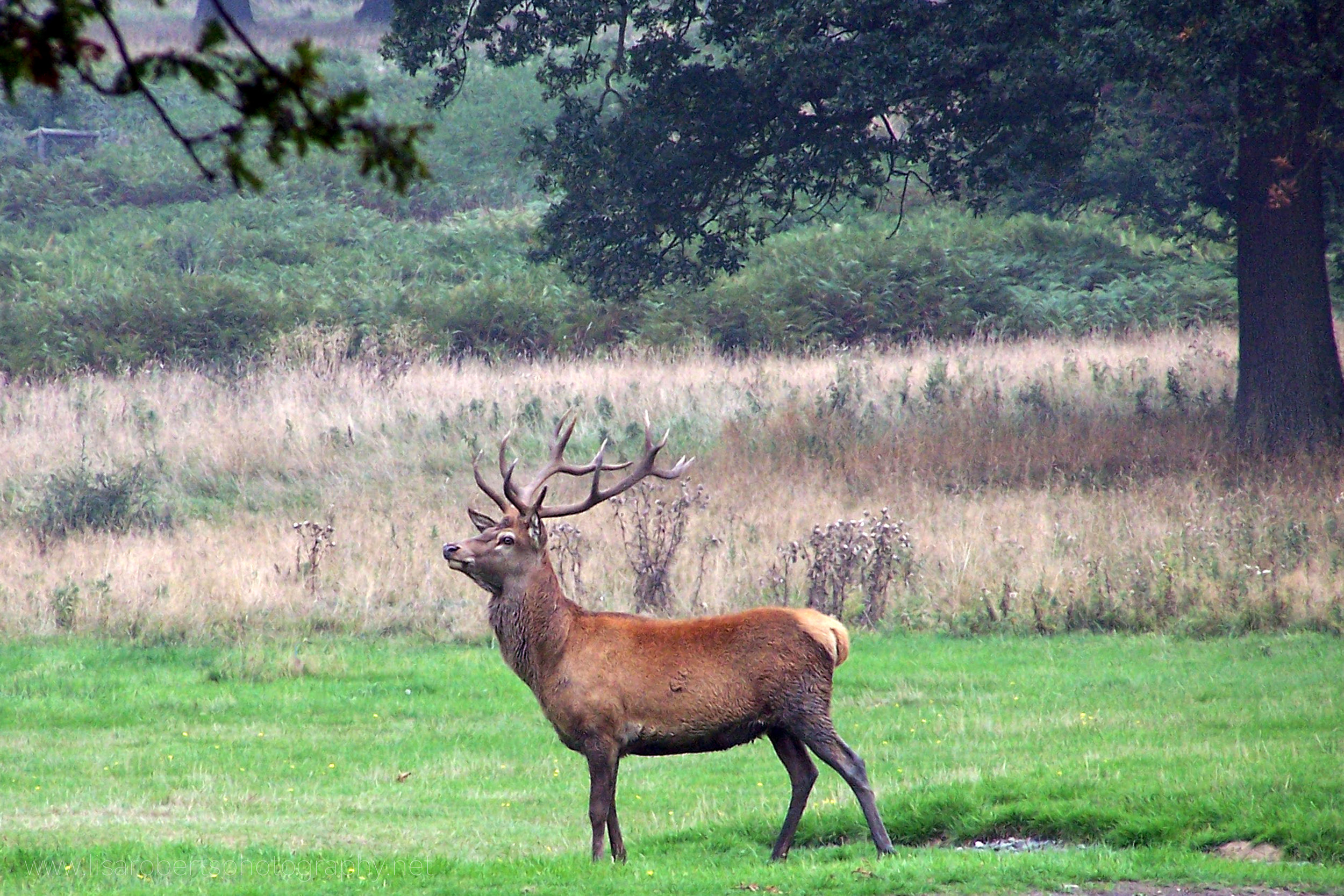  Red deer stag at Eastnor Deer Park 