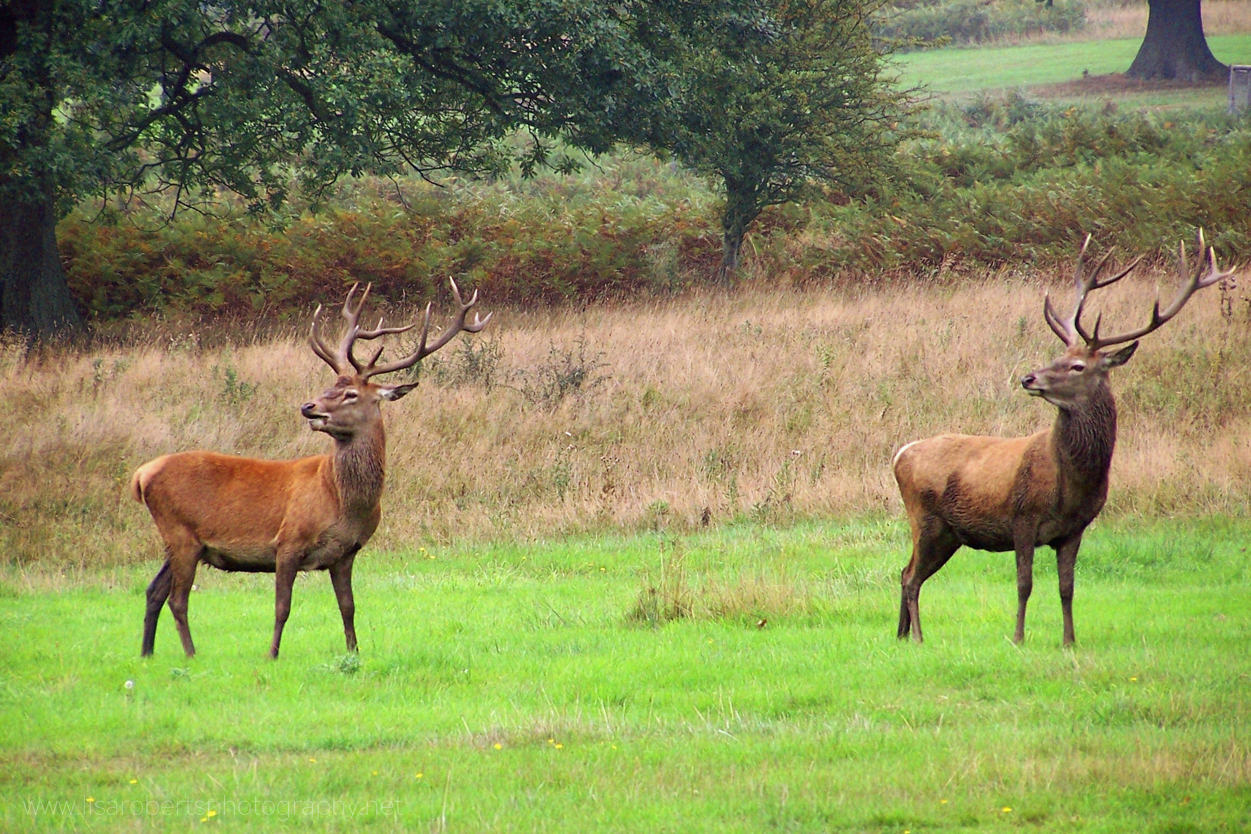  Red Deer stags at Eastnor Deer Park 