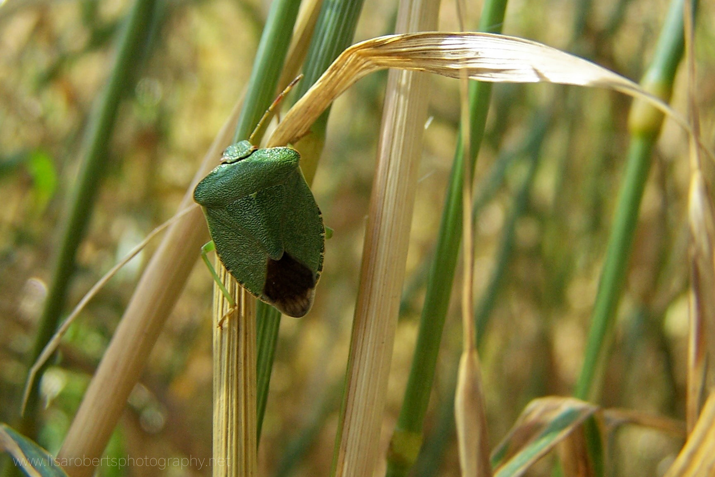  Green Shield Bug (Stink Bug) 