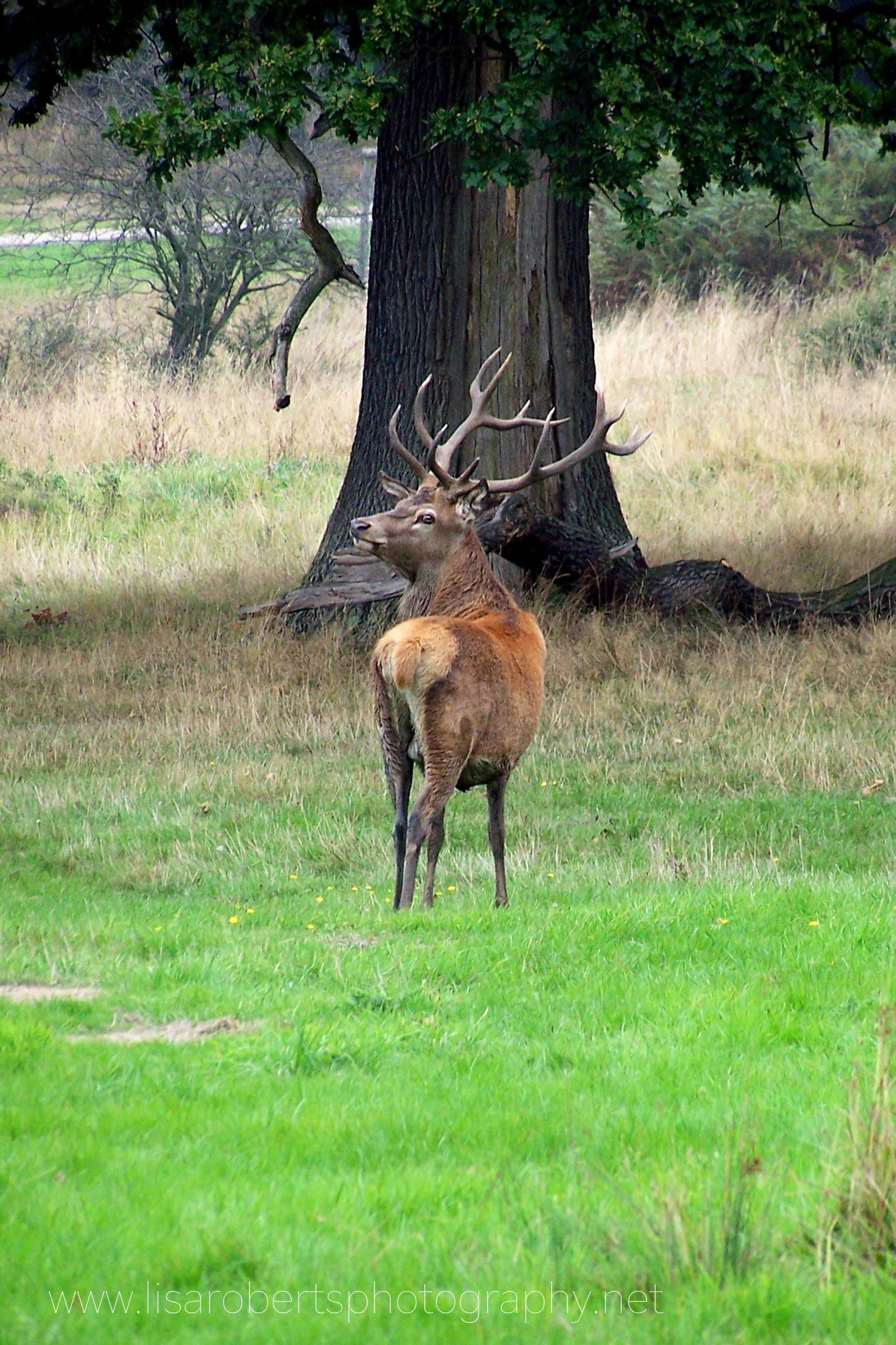  Red Deer stags at Eastnor Deer Park 