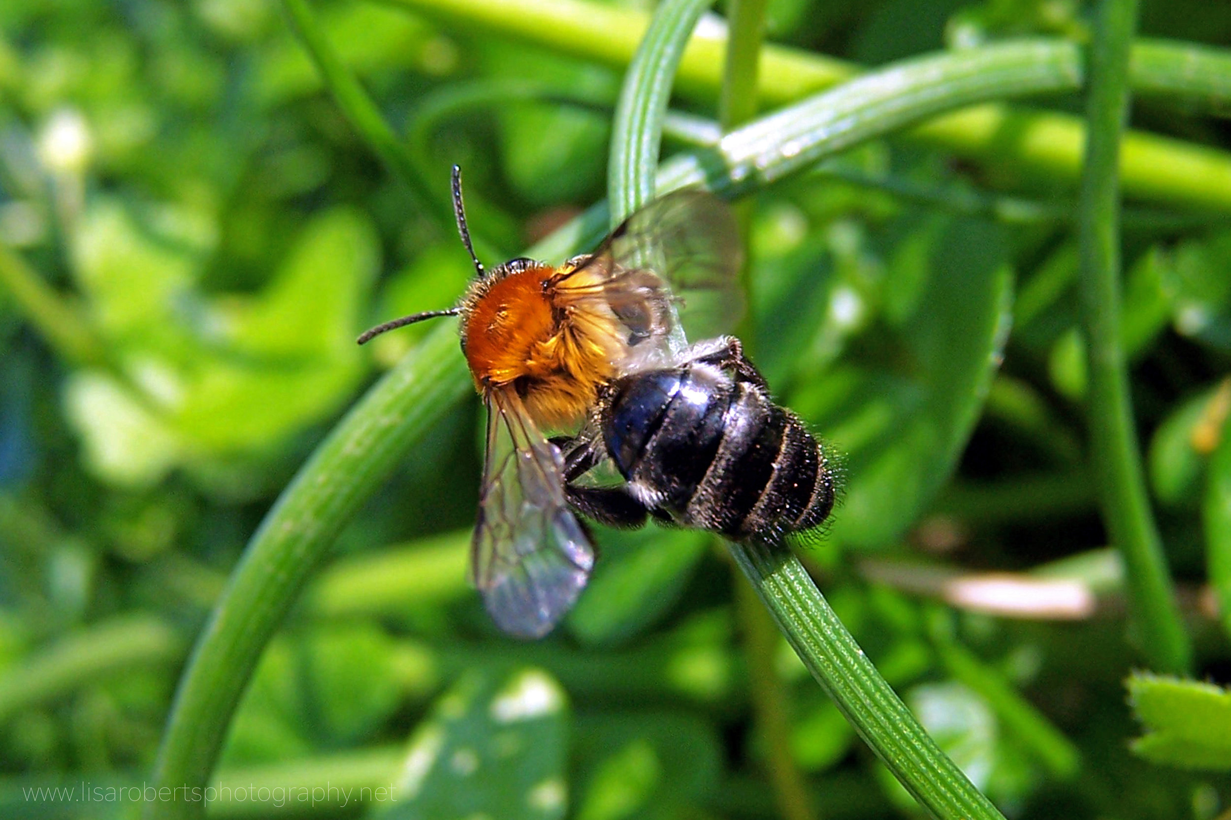  Mining Bee 