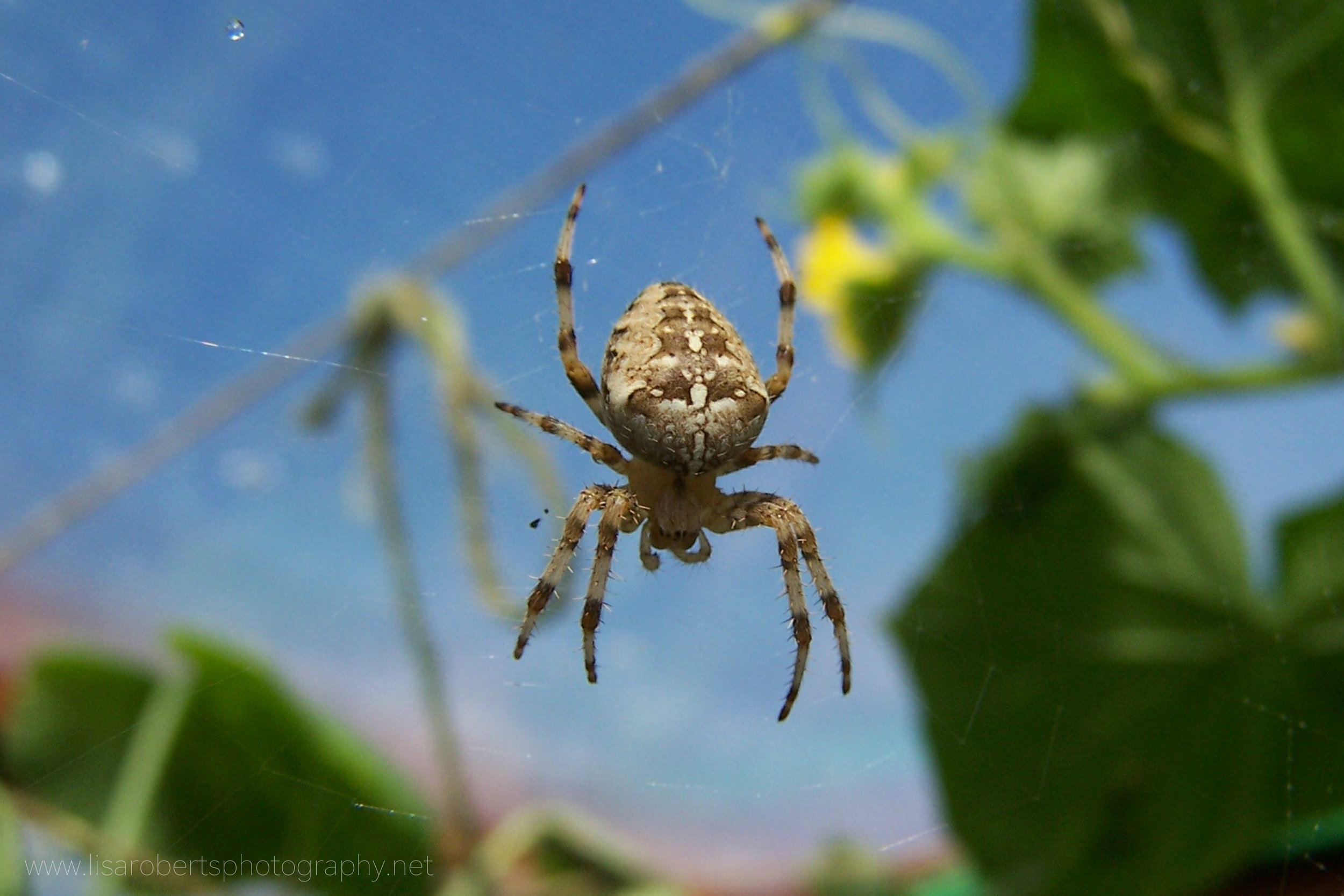  European Garden Spider on web 