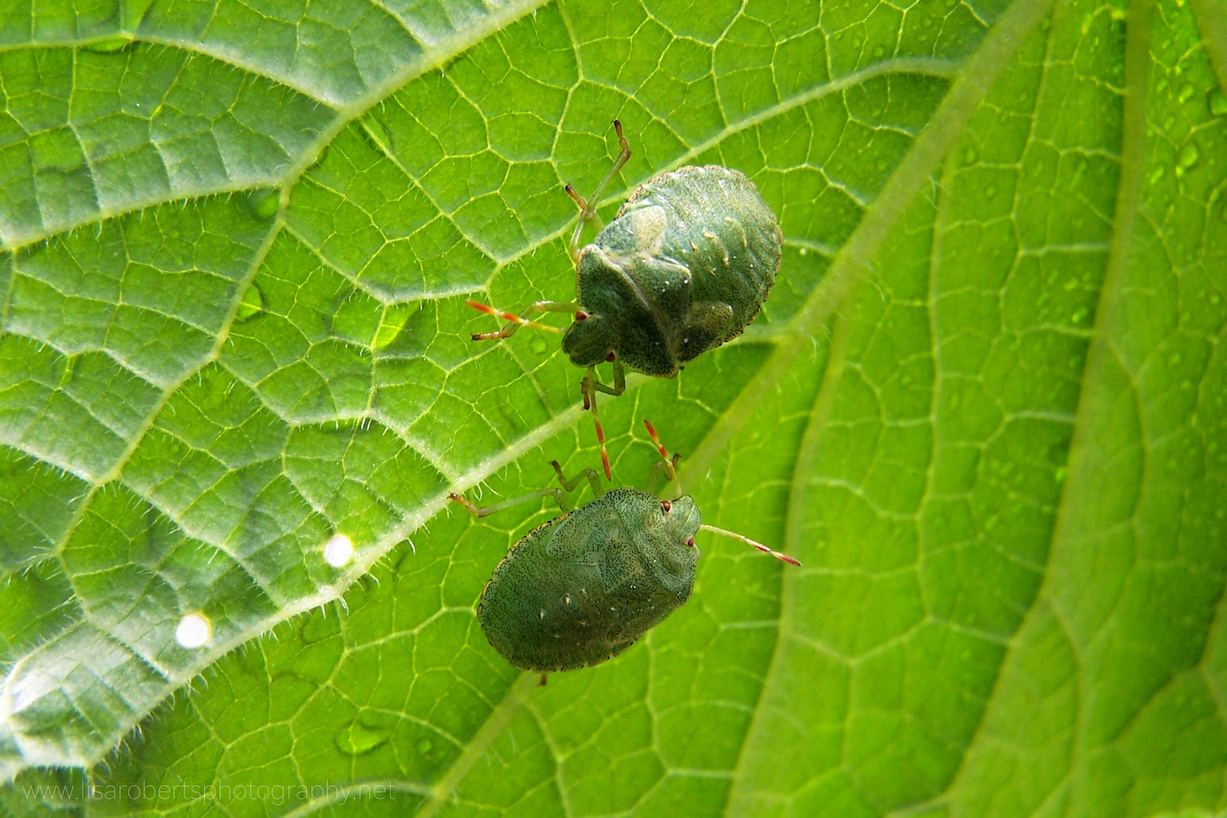  Green Shield Bugs (Stink Bugs) on leaf 