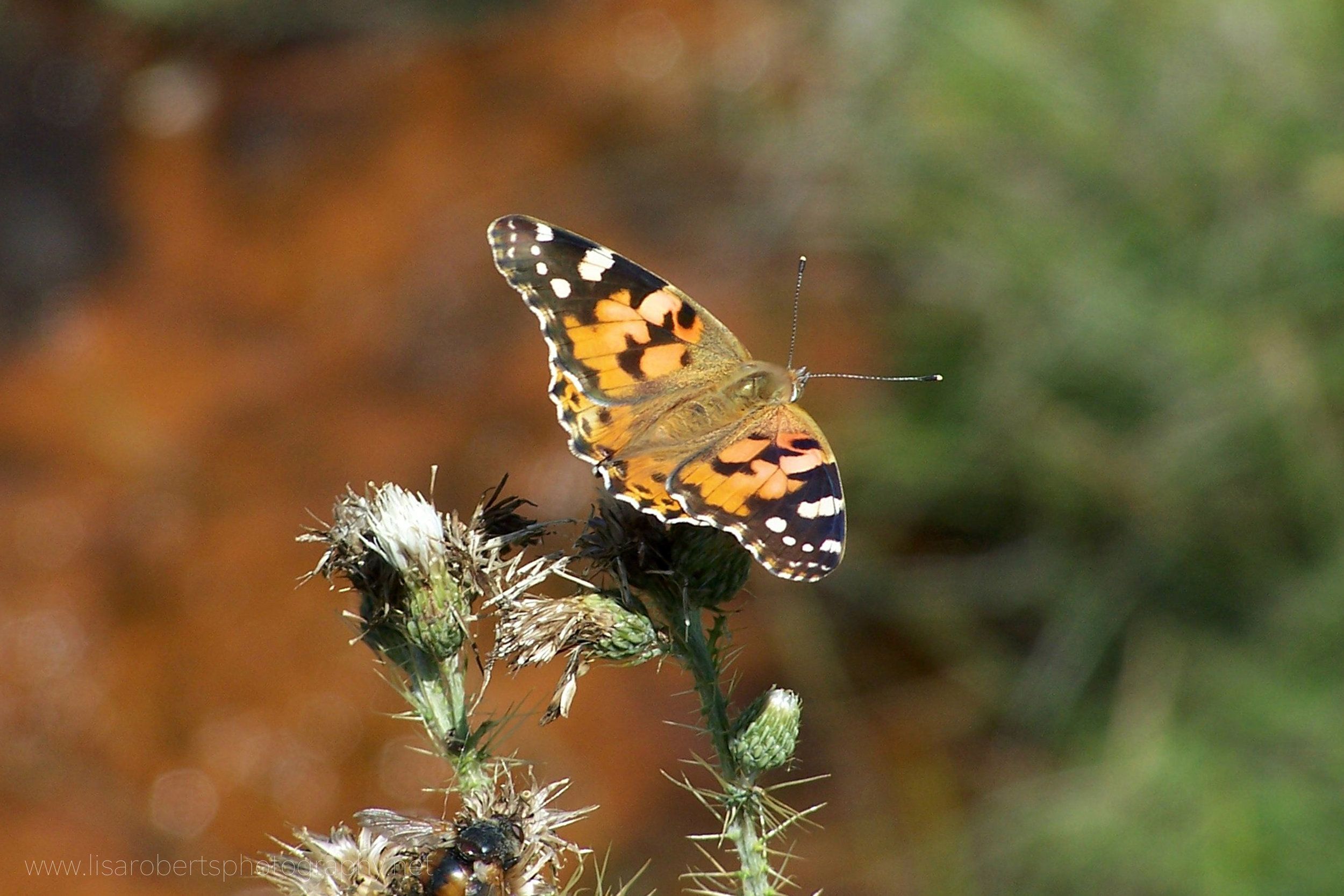 Painted Lady Butterfly on thistle 
