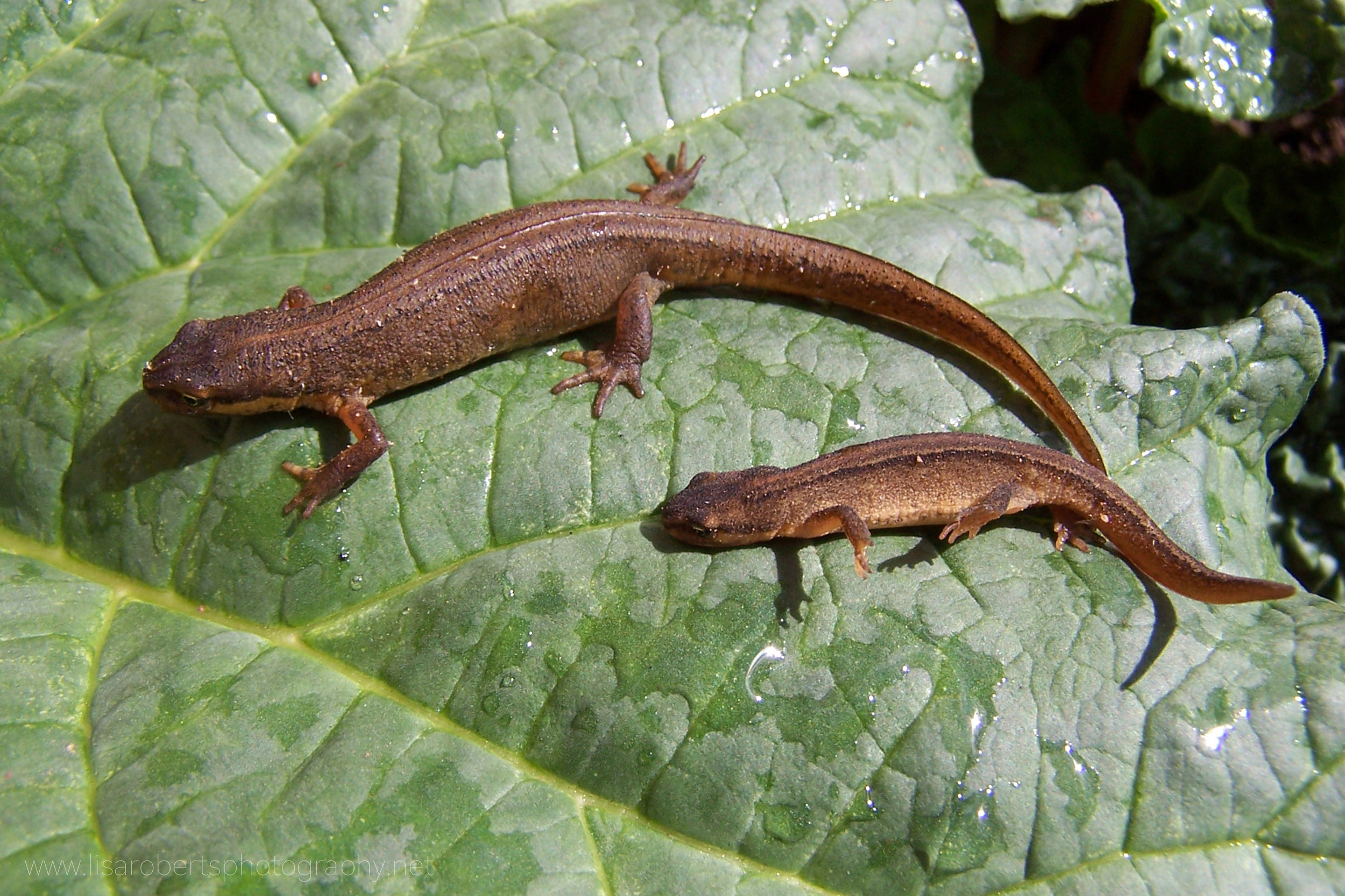  Female Smooth Newt with young 