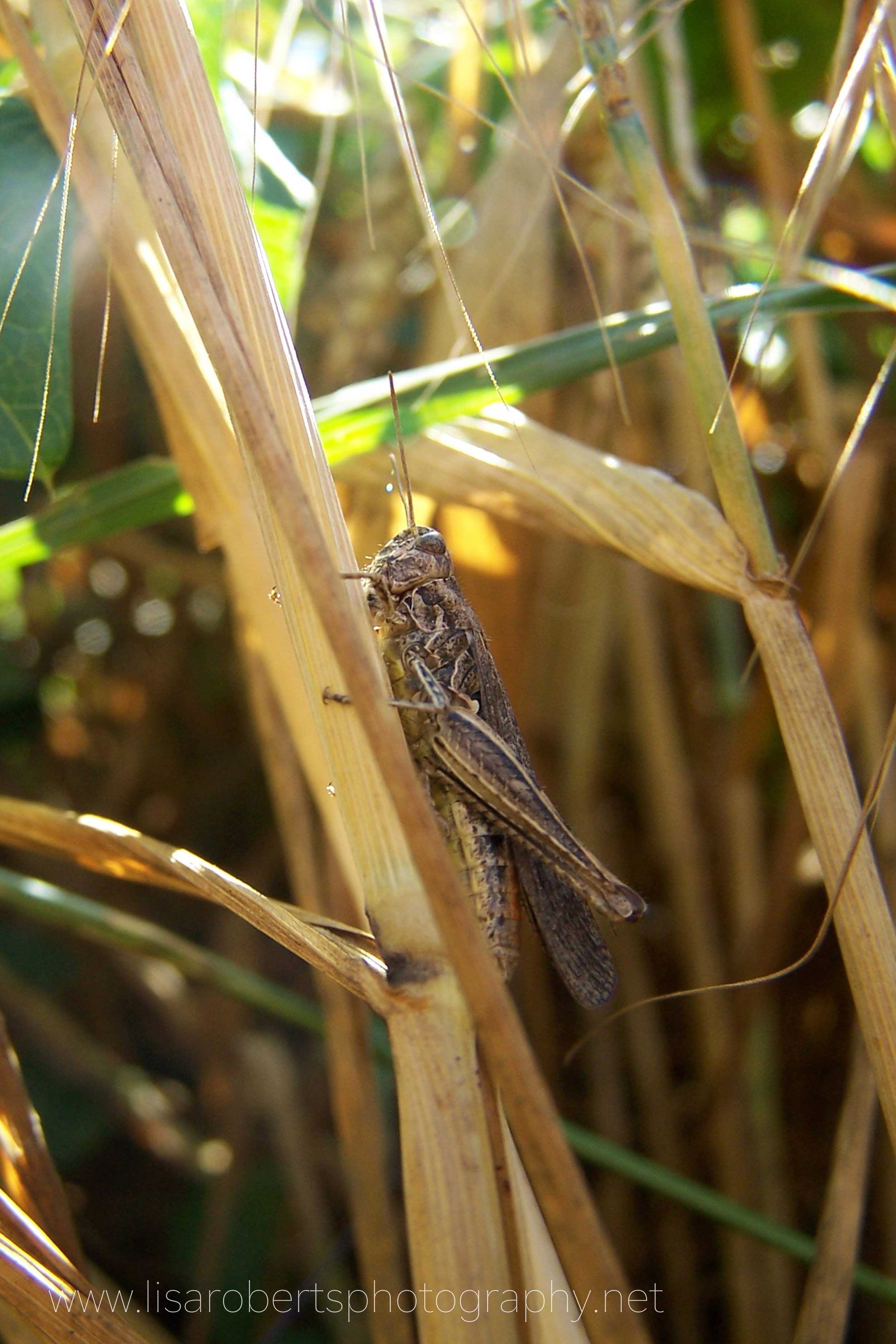  Field Grasshopper 