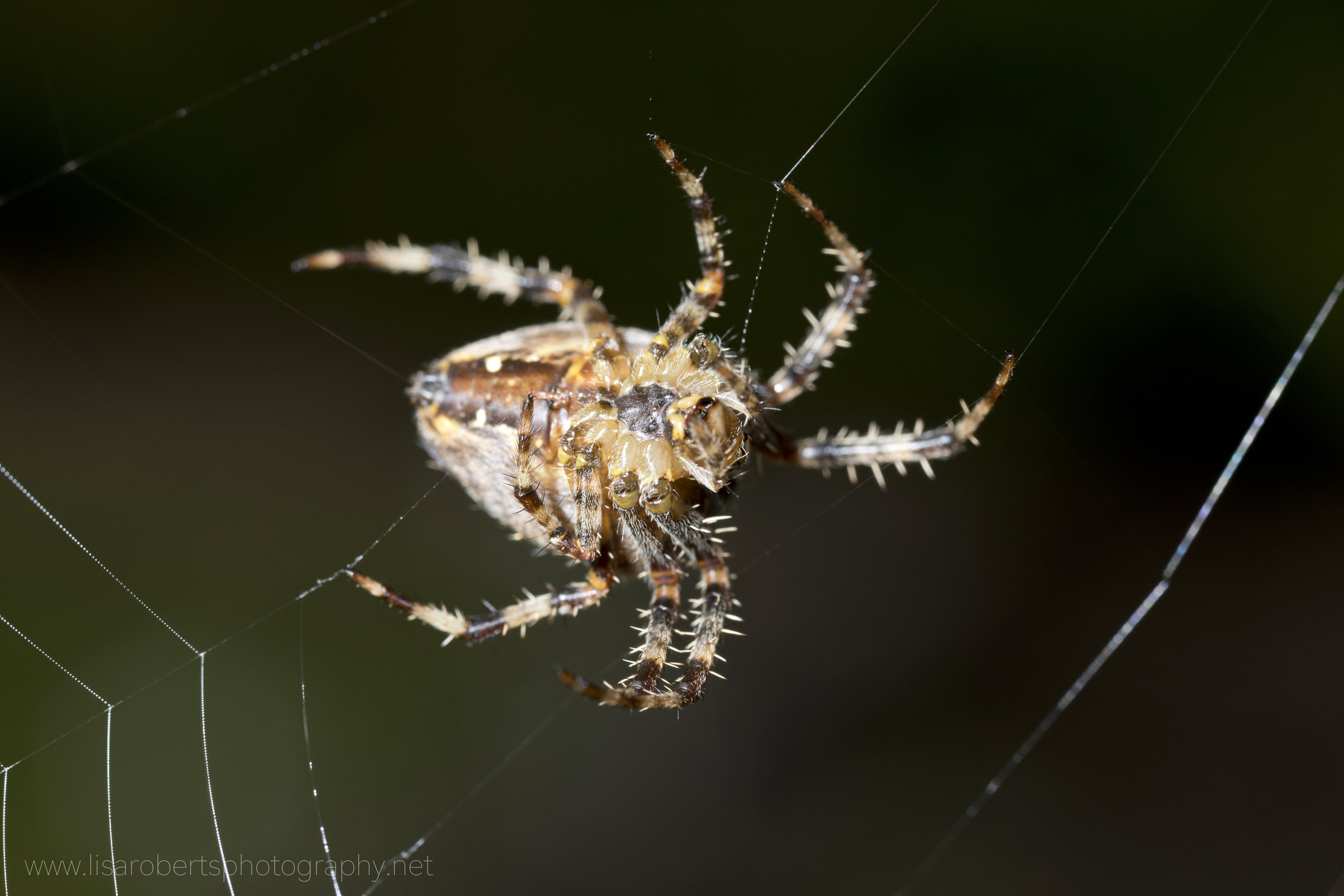  European Garden spider, view of abdomen 