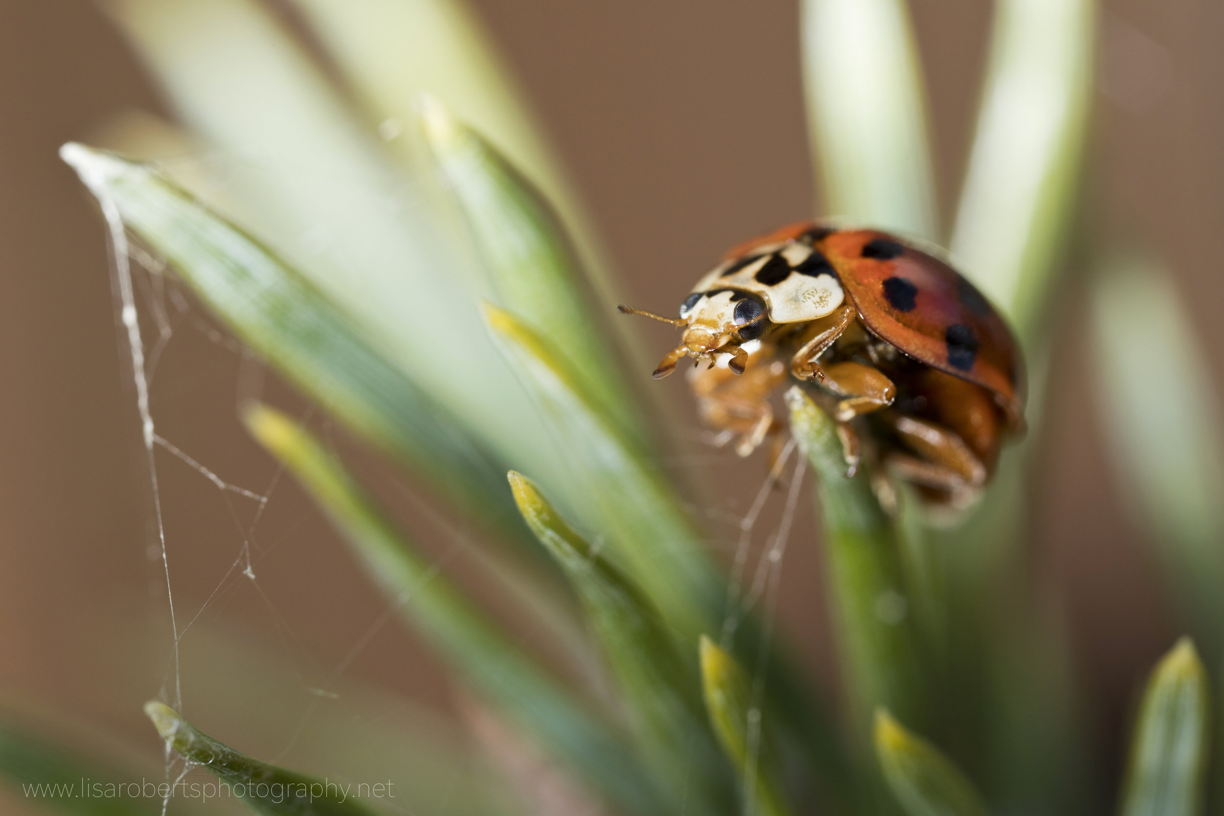  Ladybird on shrub 