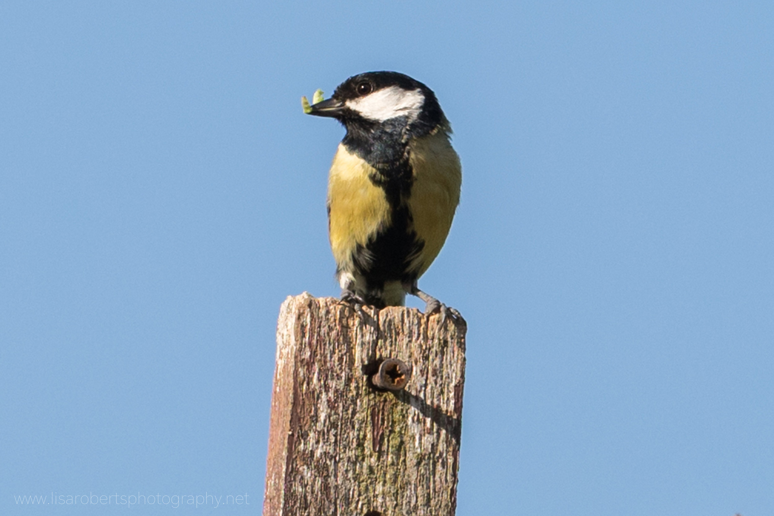  Male Great Tit with grub 