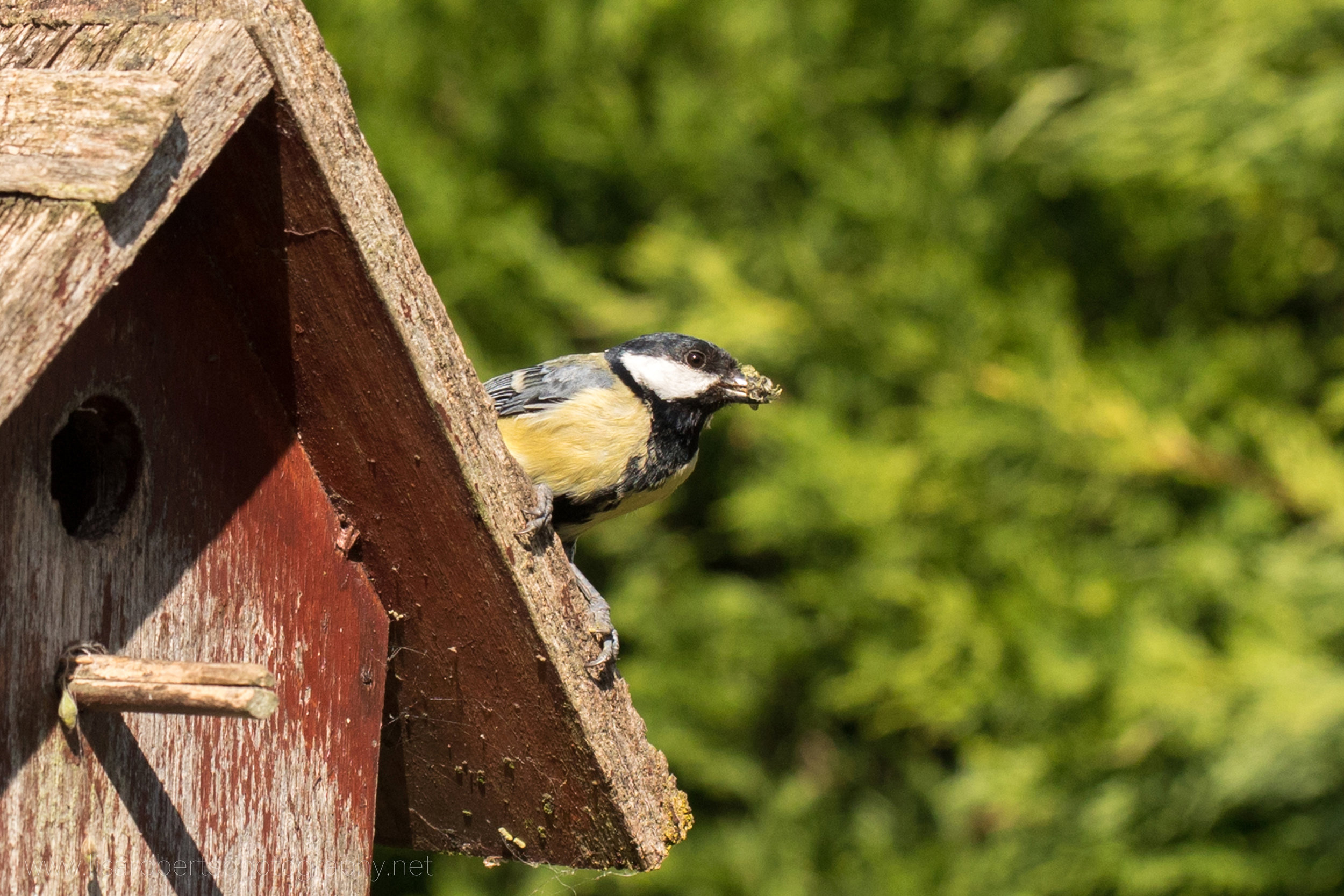  Male Great tit with rubbish cleared from the nest 