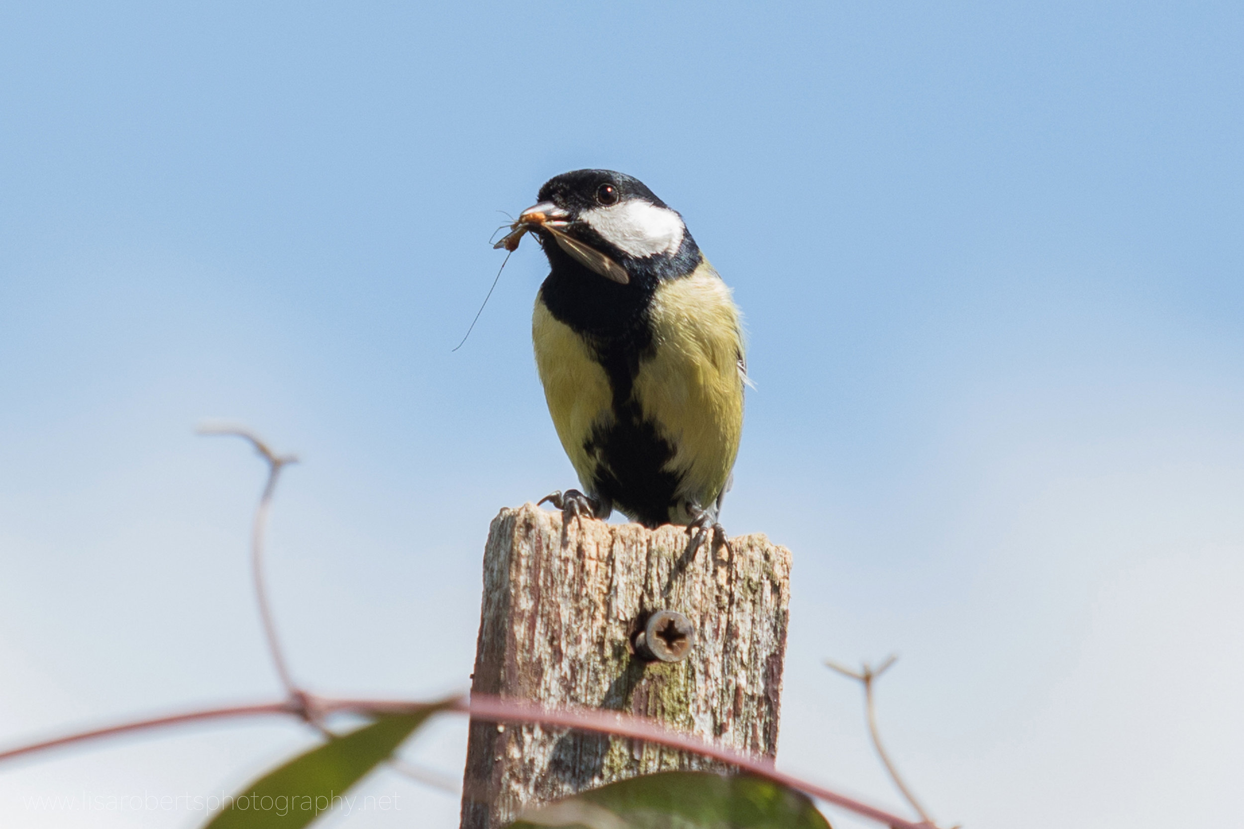  Male Great tit with Crane Fly 