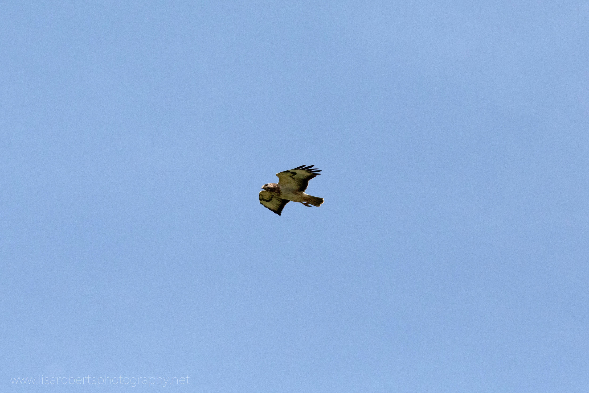  Common Buzzard in flight 