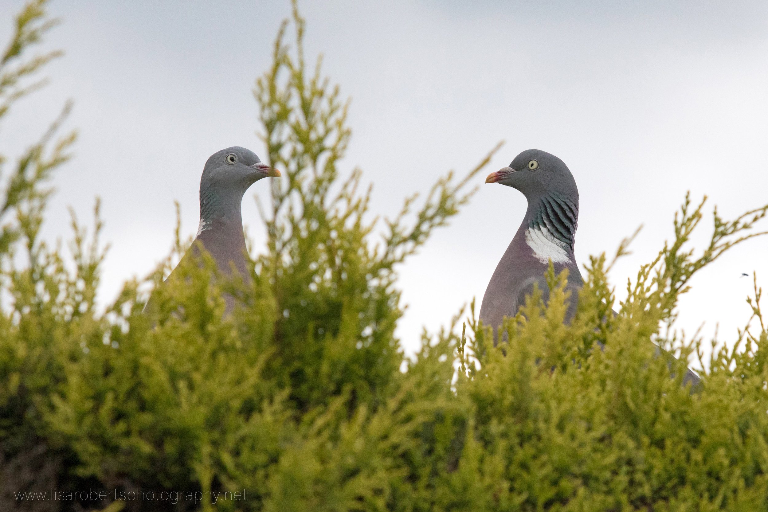  Wood Pigeons flirting on hedge! 
