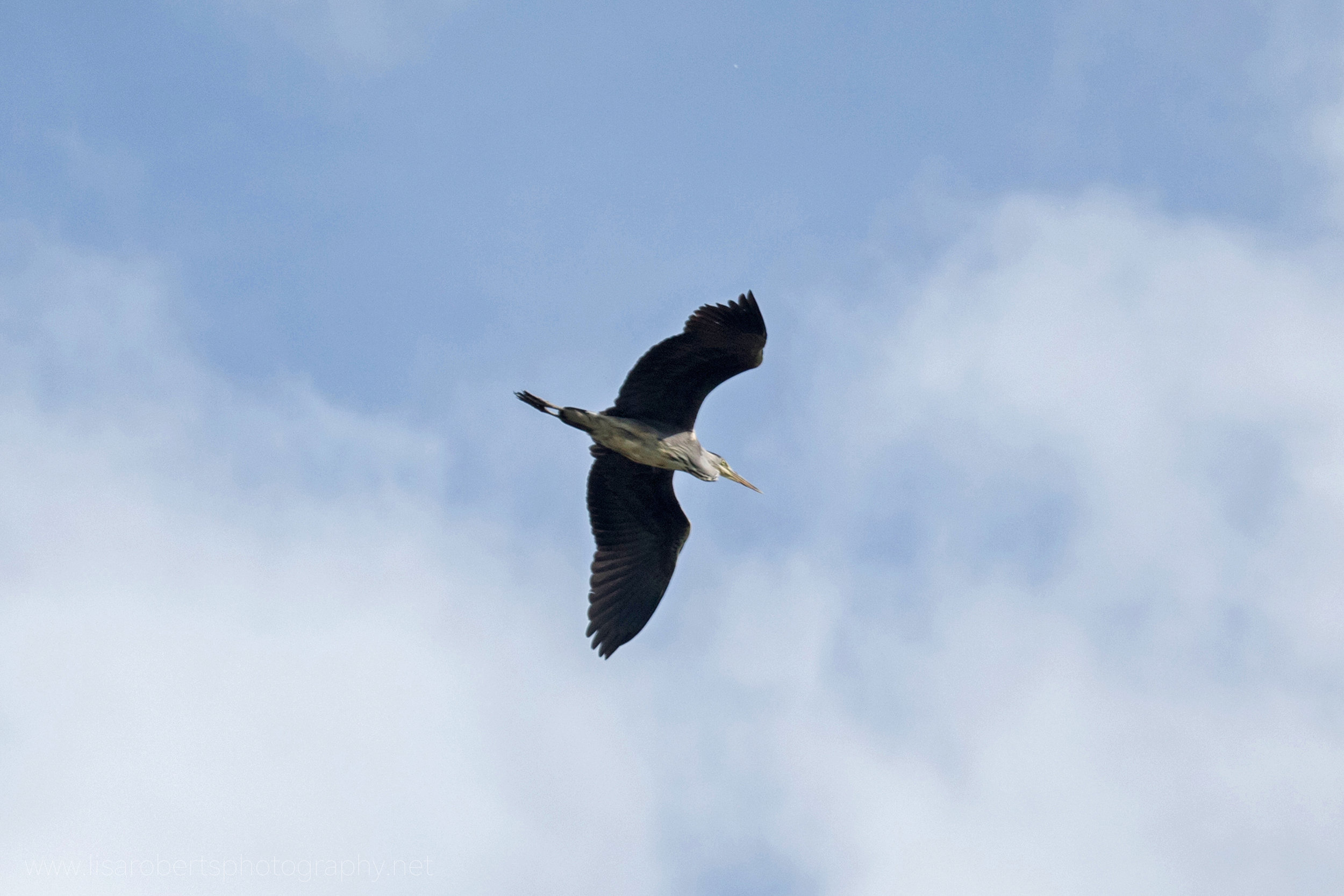  Heron in flight 