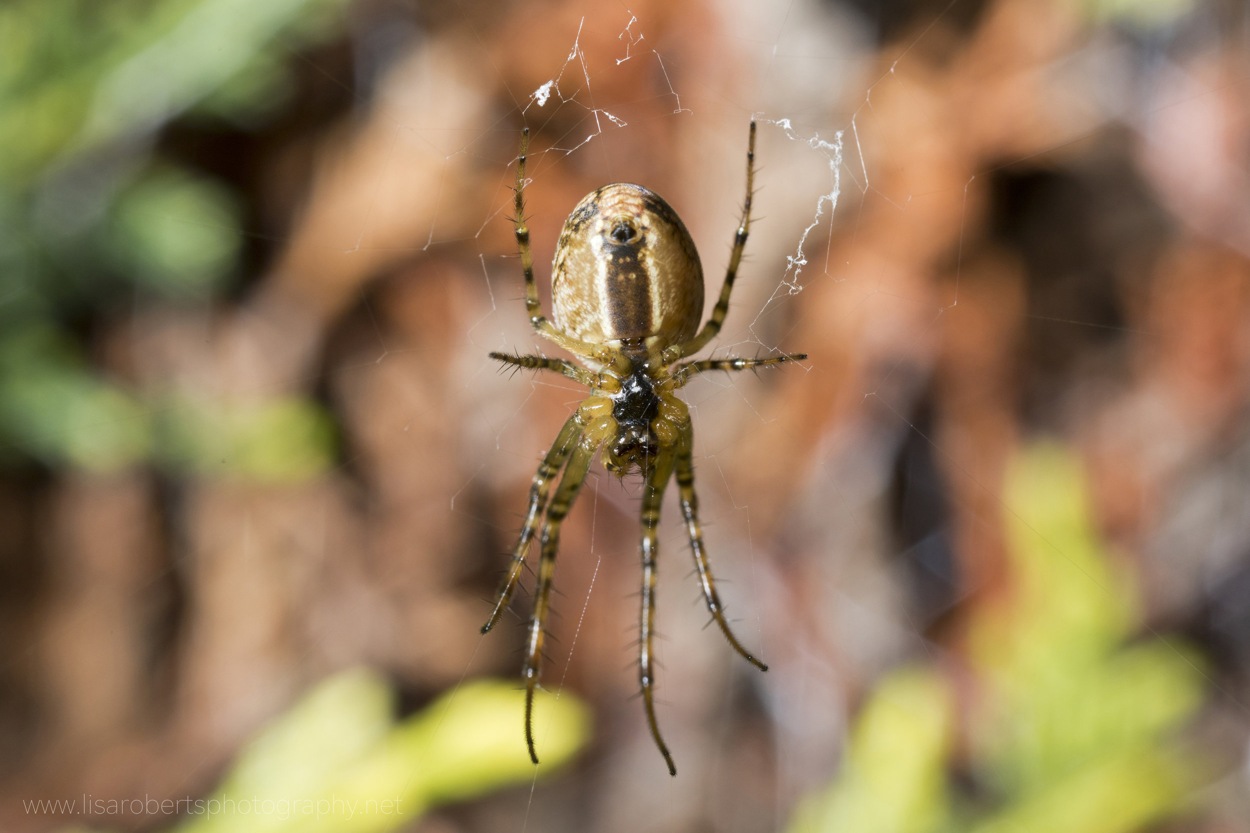 Common Orb Weaver Spider on web 