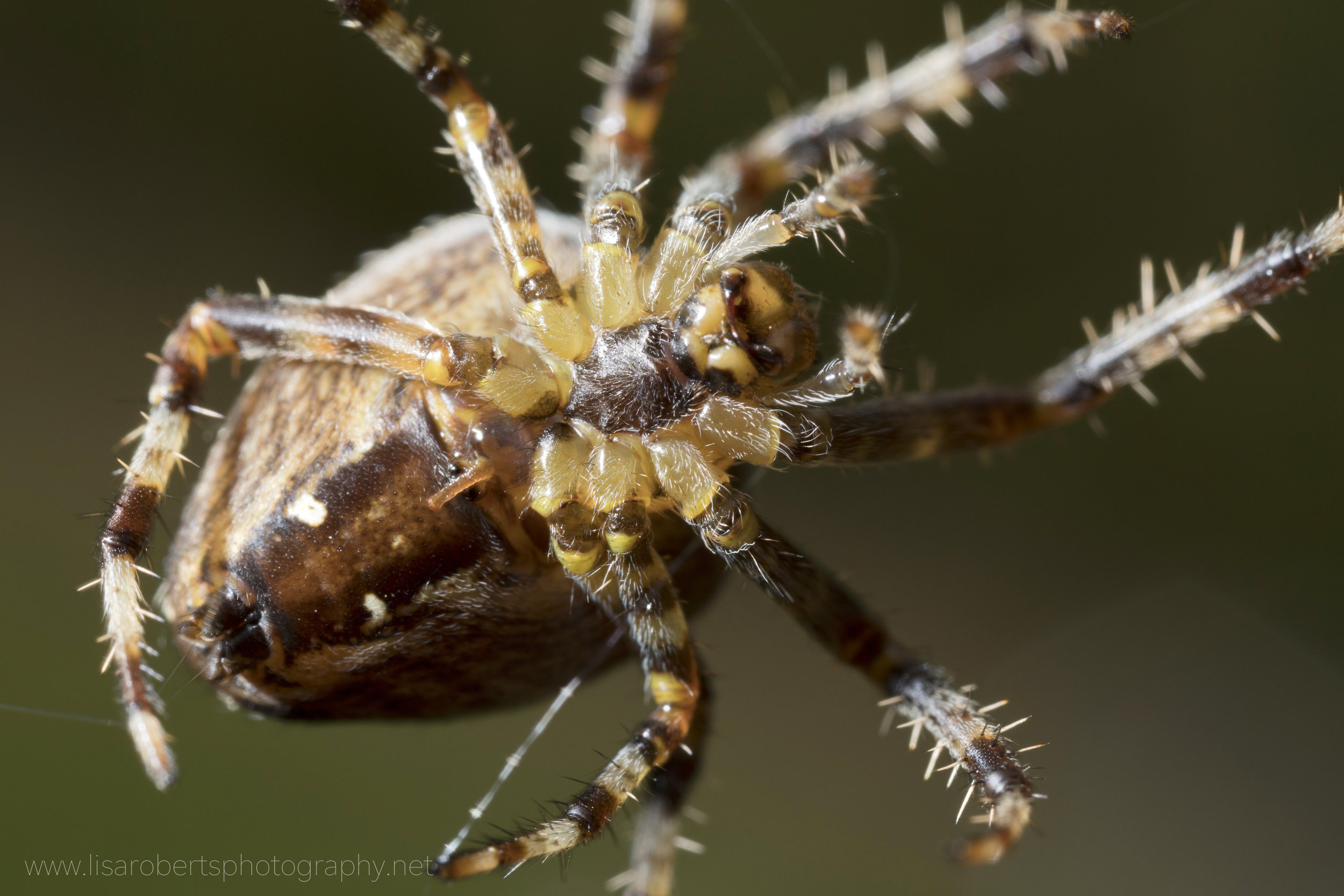  European Garden Spider abdomen, close up 