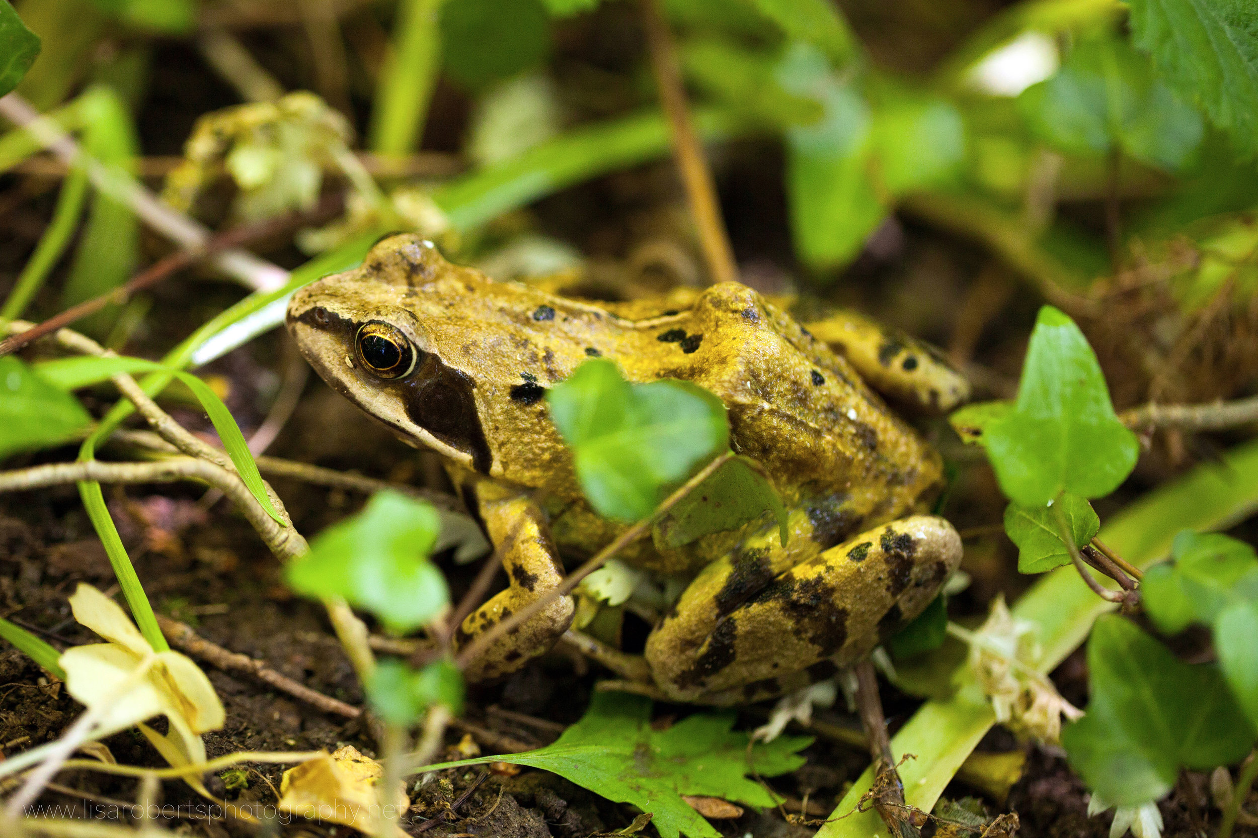  Common Frog in ground ivy 