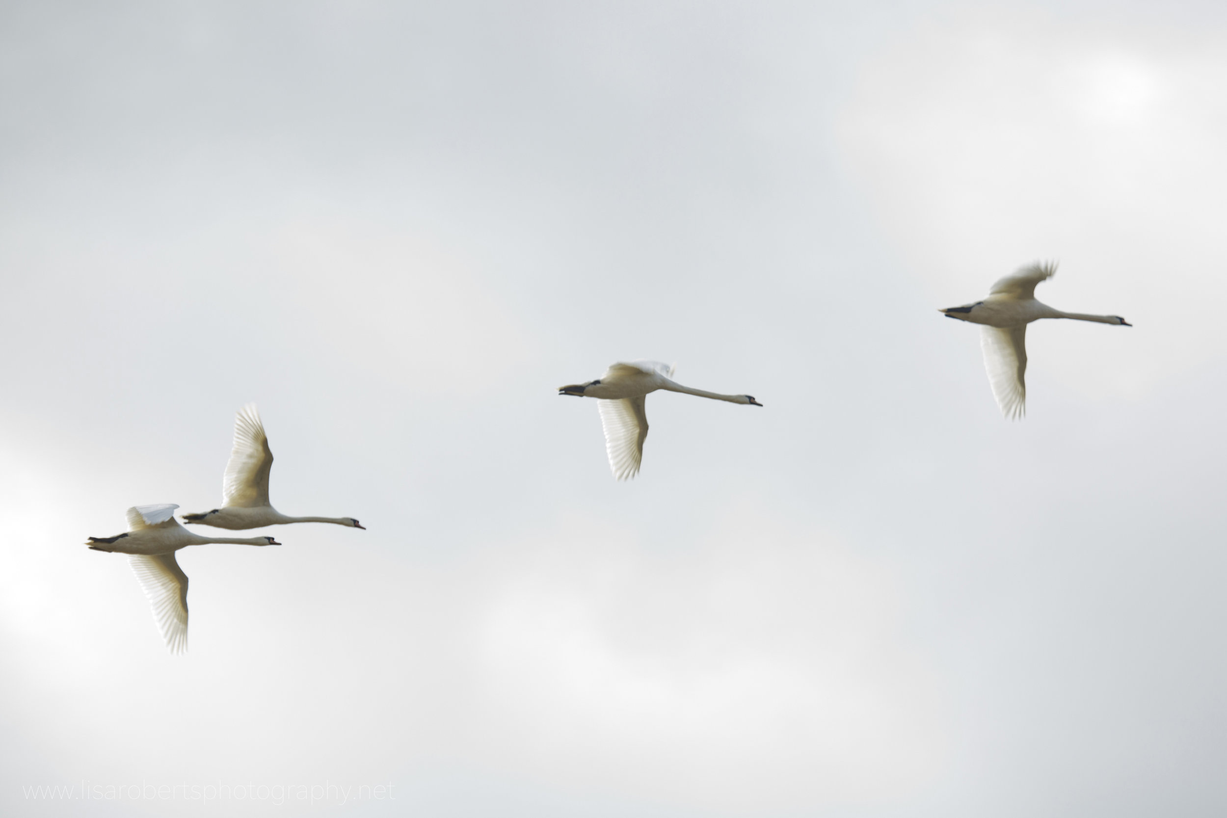  Swans in flight 