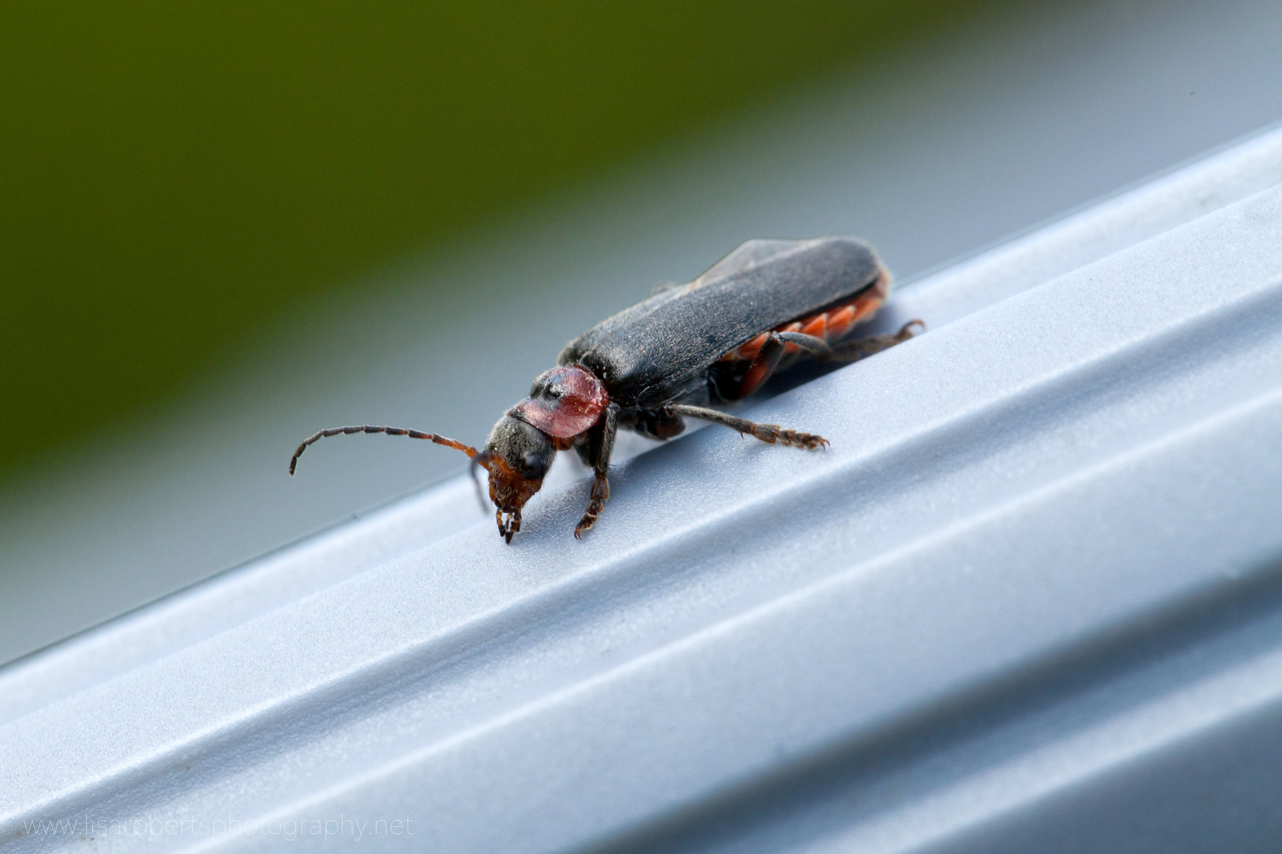  Cardinal Beetle 