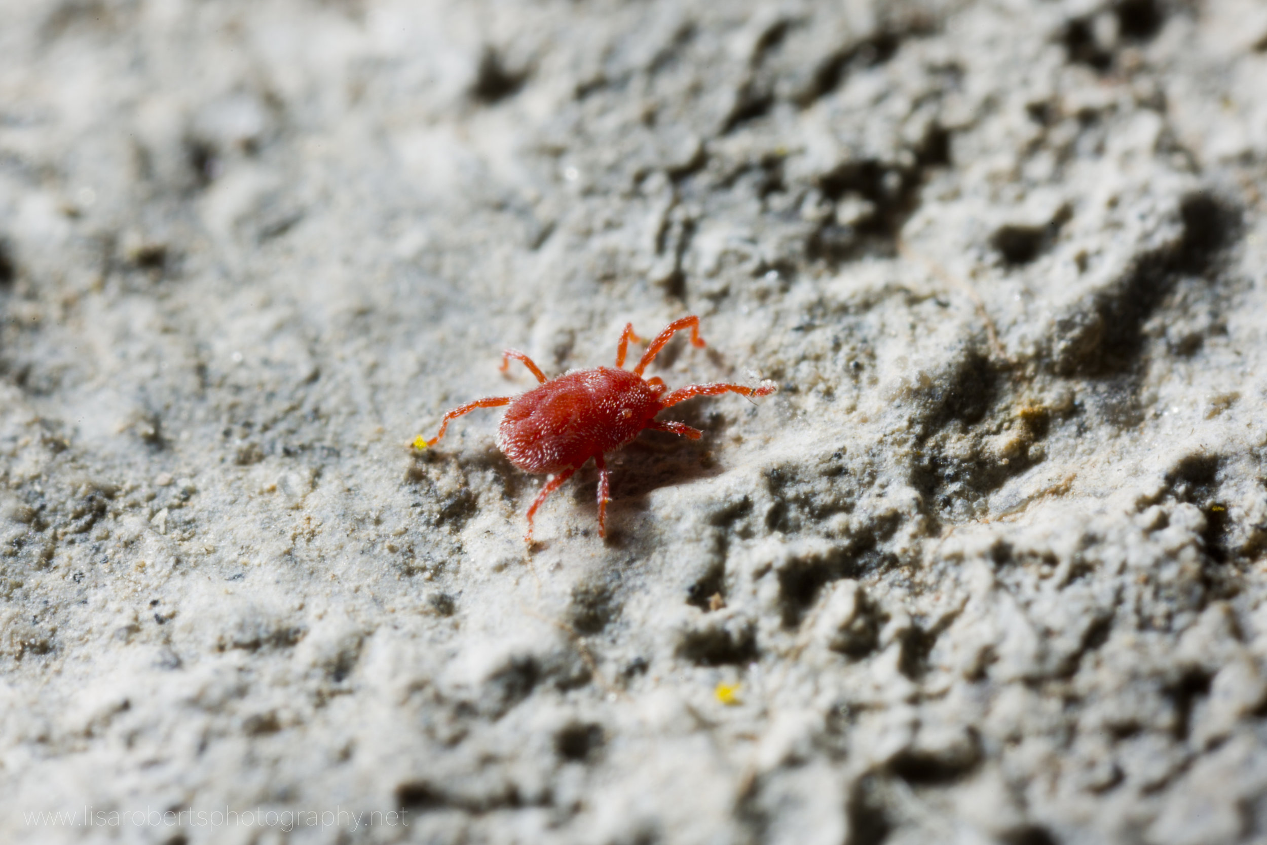  Red Velvet Mite (Rain Bug) 